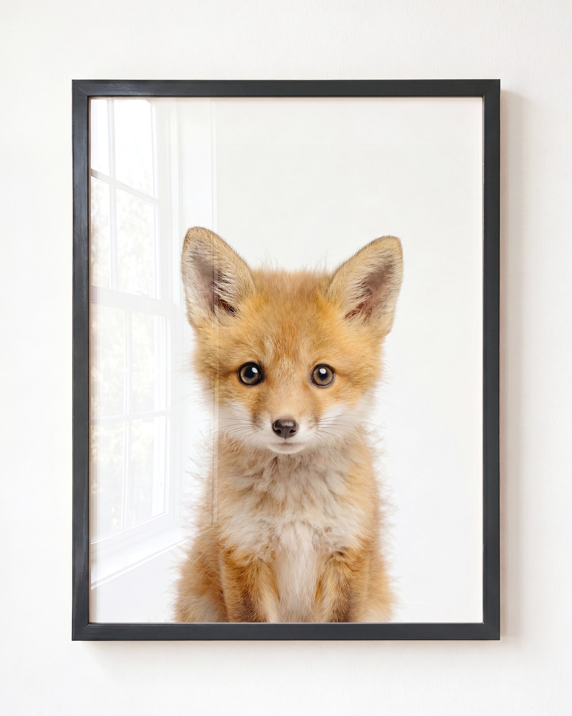 Baby Fox