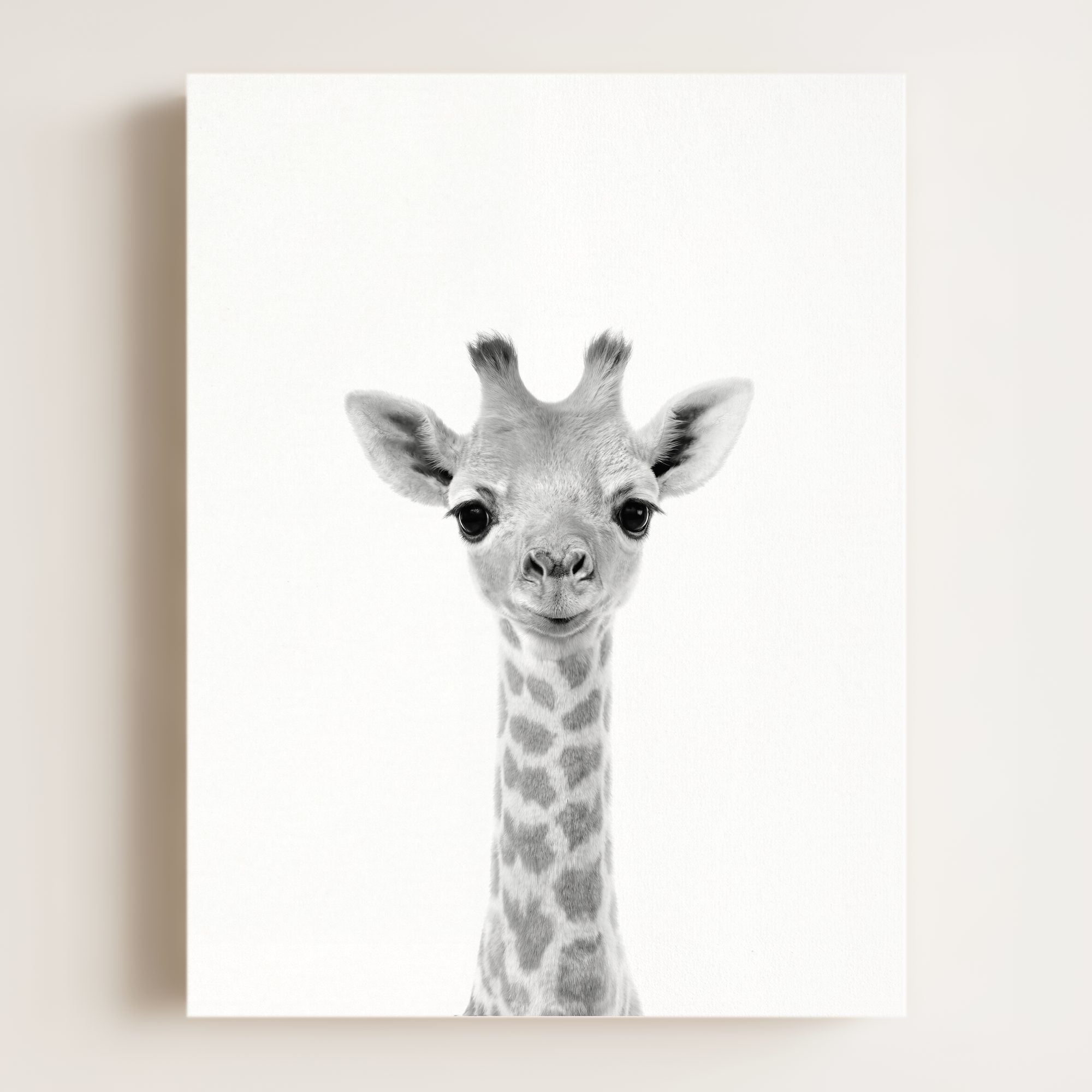 Baby Giraffe