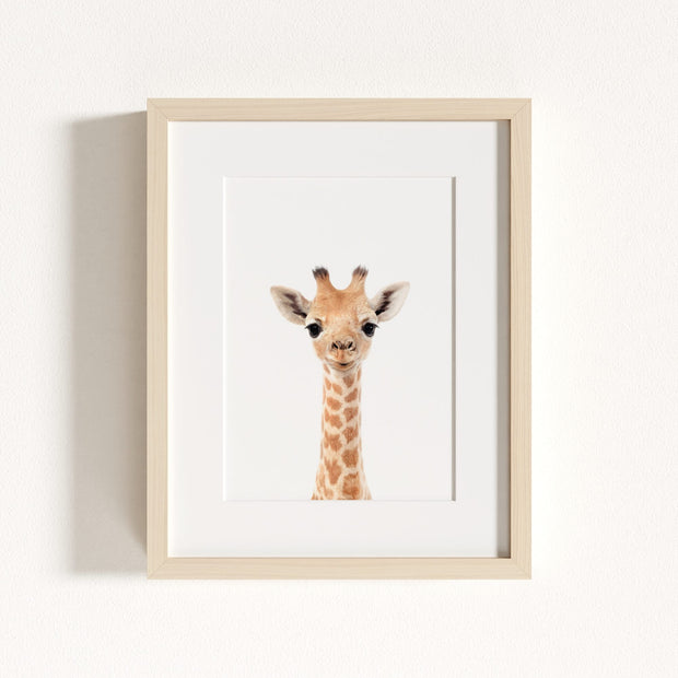 Baby Giraffe