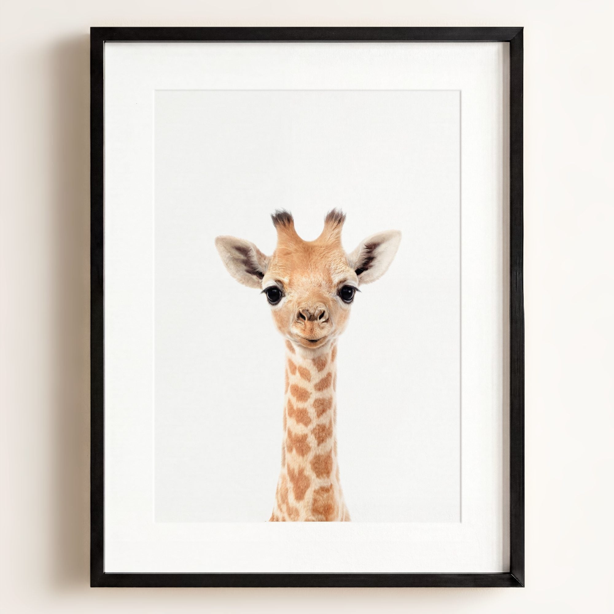 Baby Giraffe