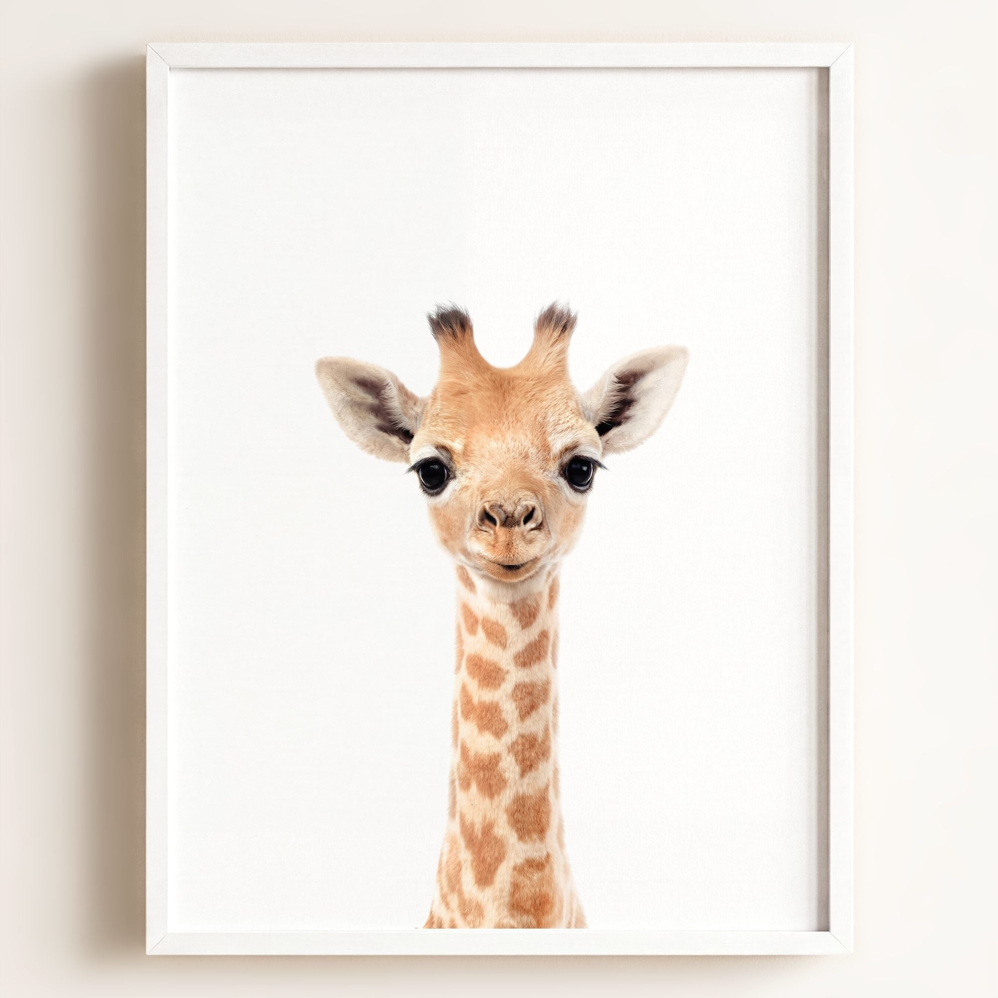 Baby Giraffe