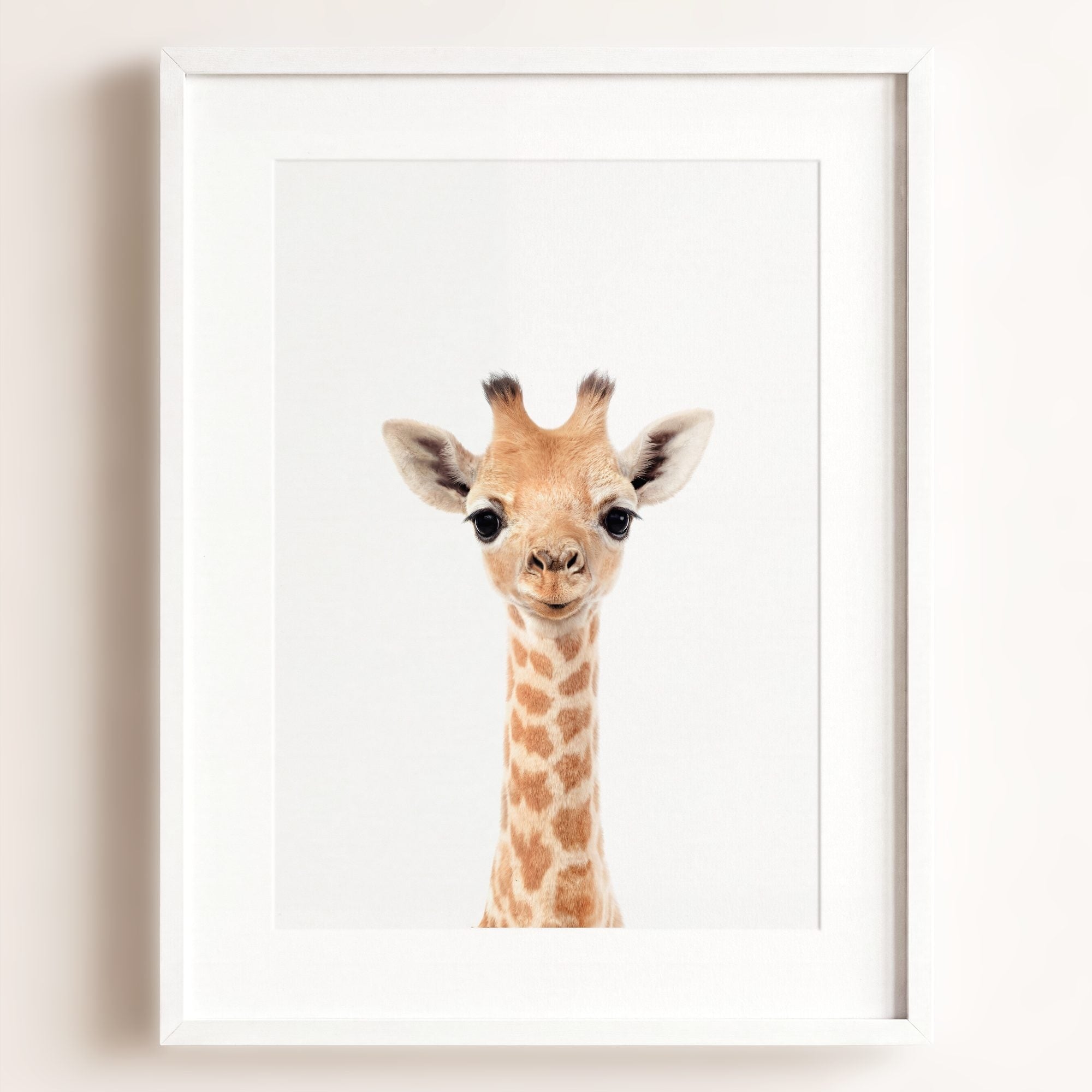 Baby Giraffe
