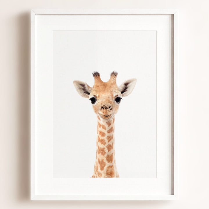 Baby Giraffe