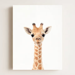 Baby Giraffe