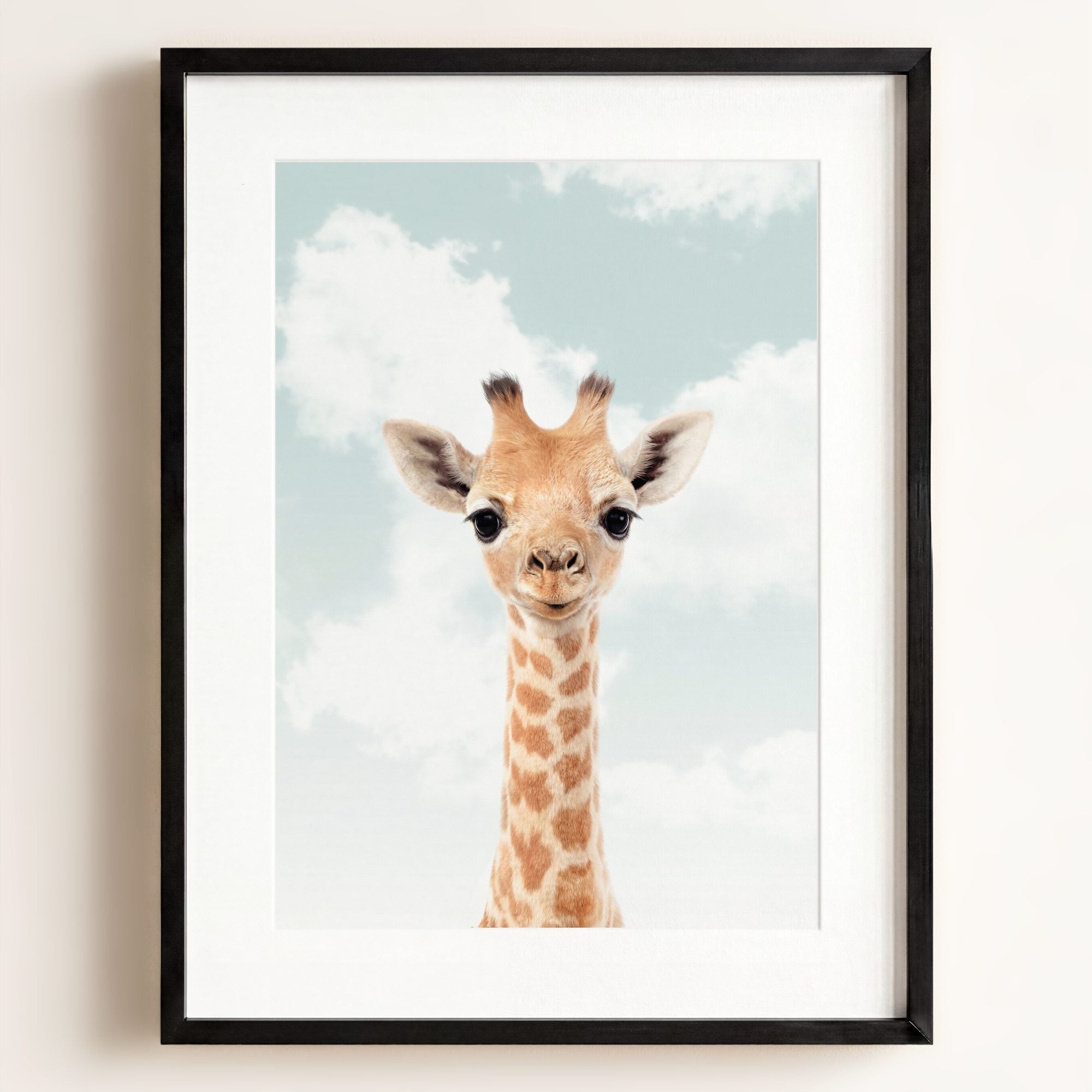 Baby Giraffe