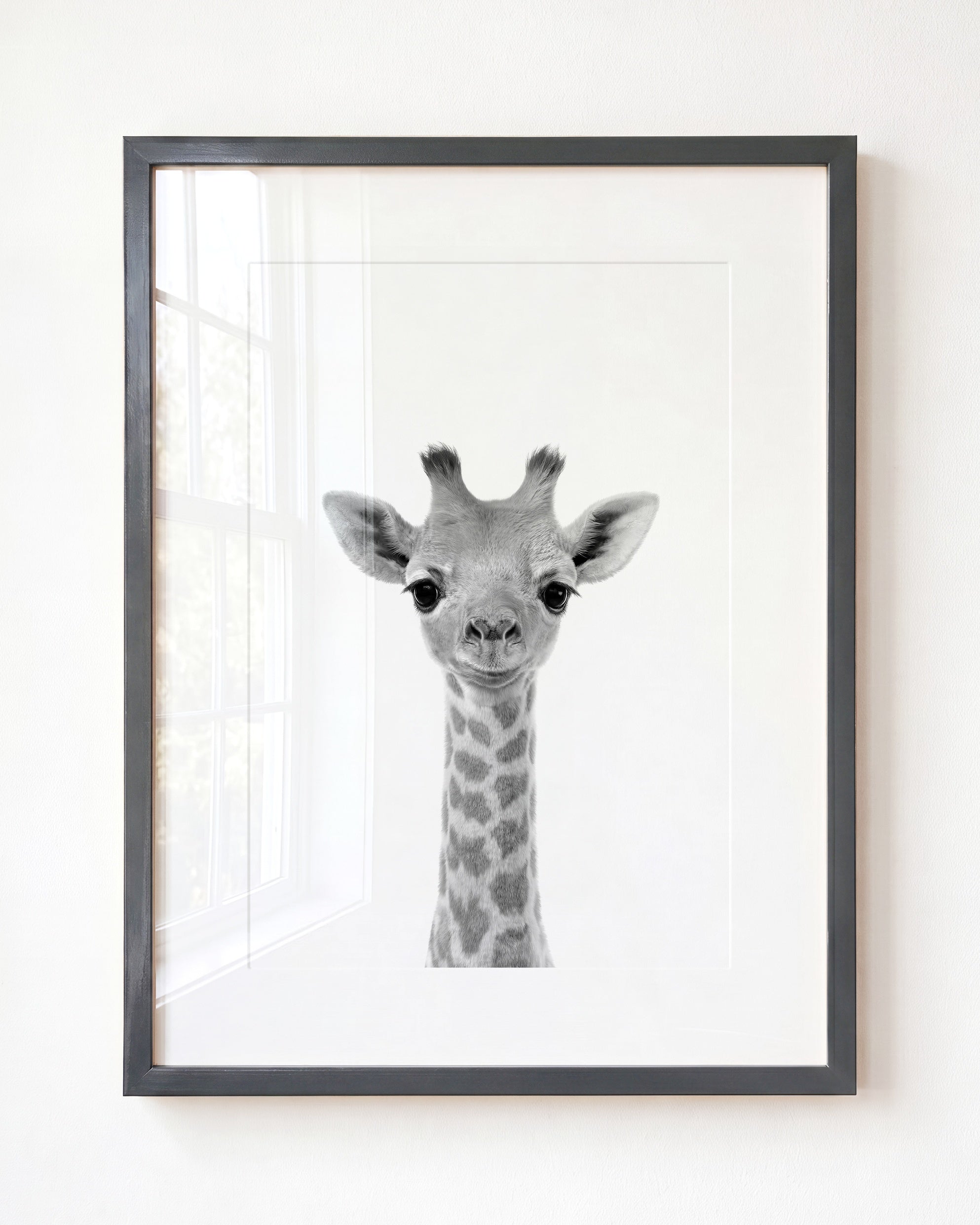 Baby Giraffe