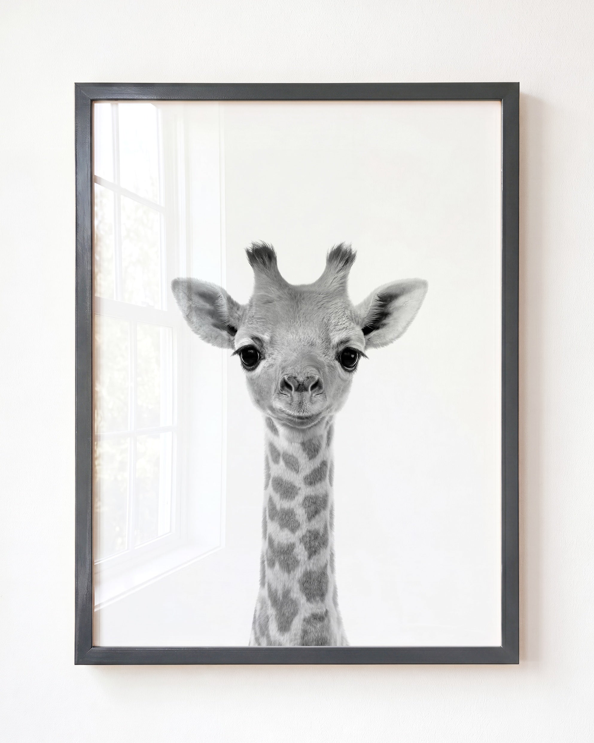 Baby Giraffe