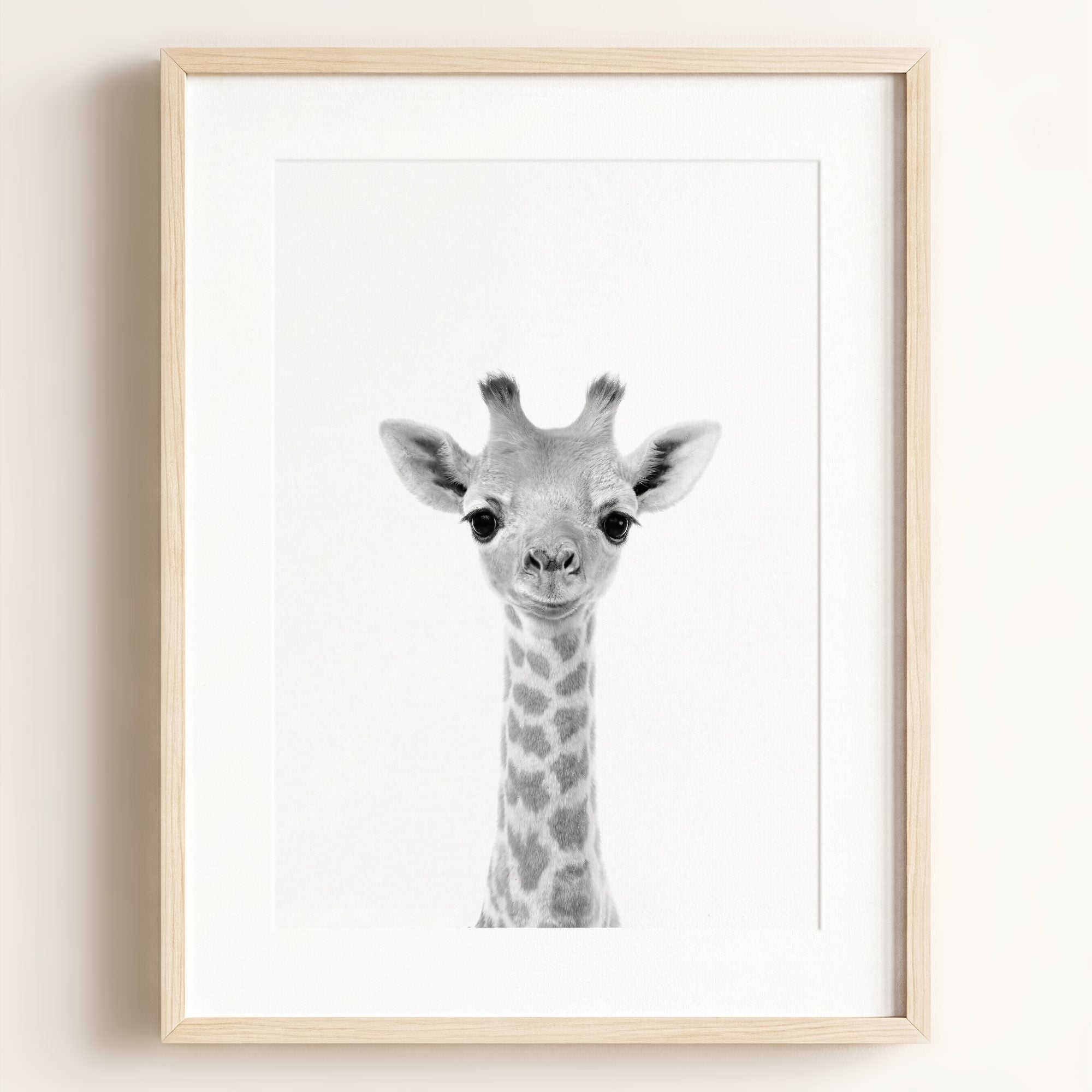 Baby Giraffe