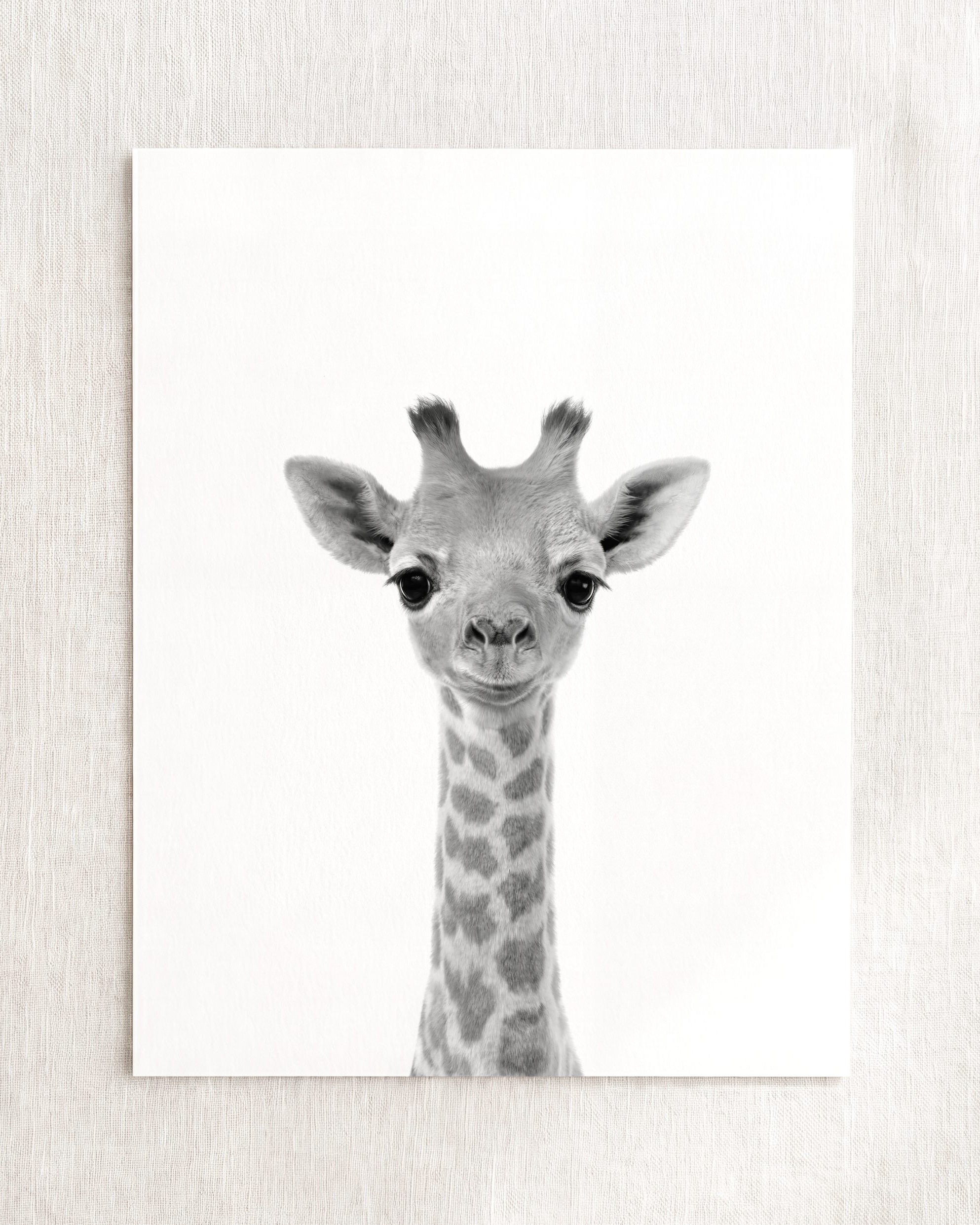Baby Giraffe