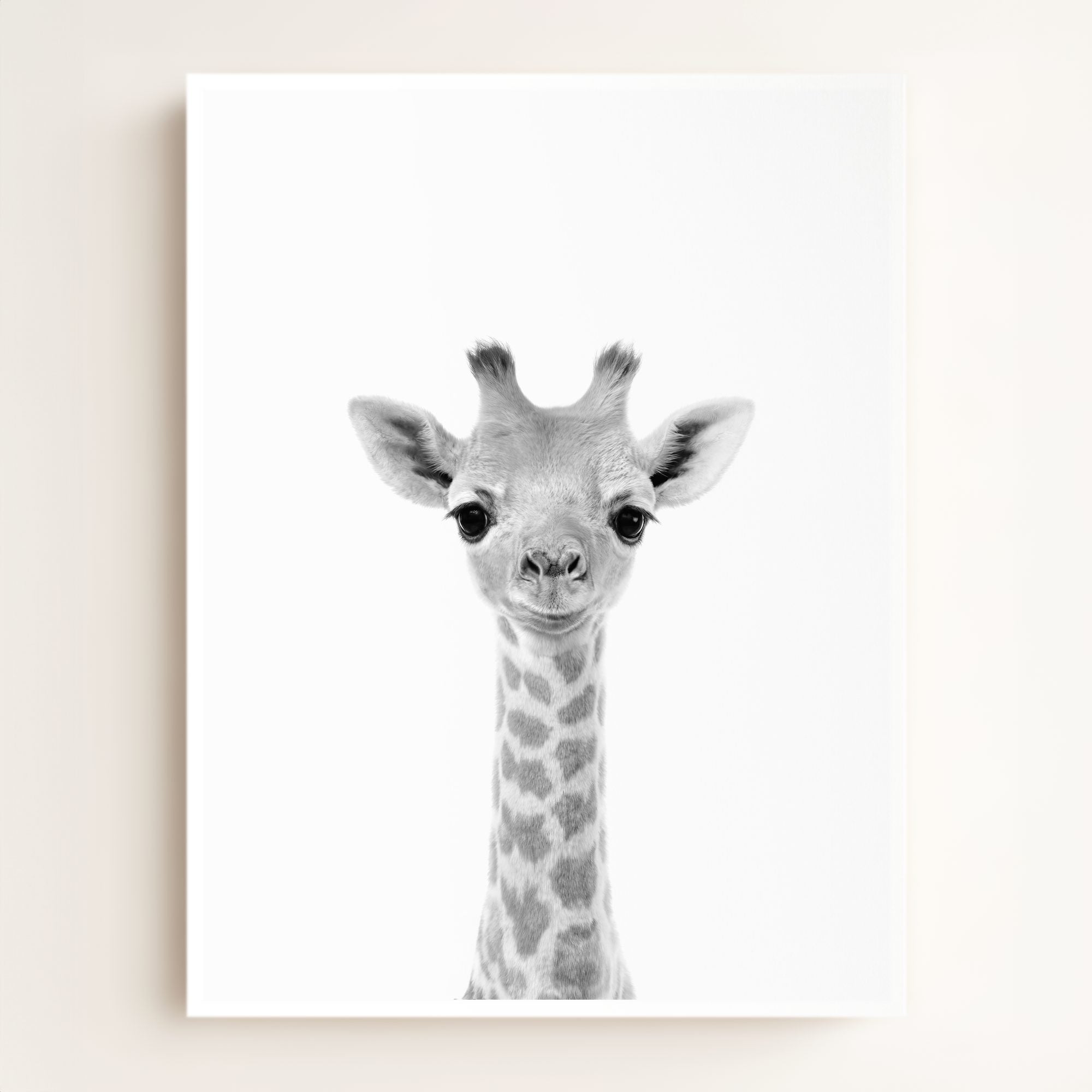Baby Giraffe