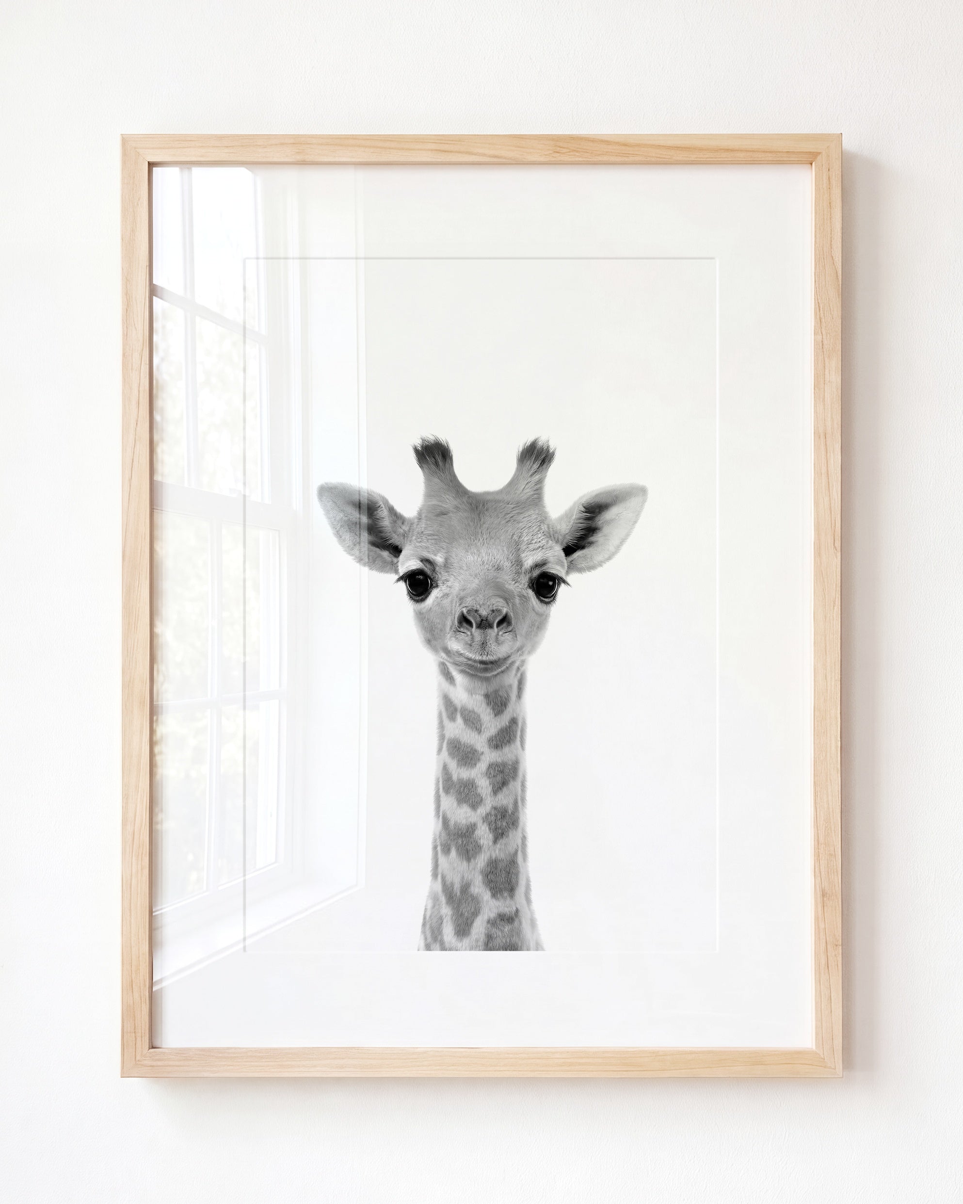 Baby Giraffe