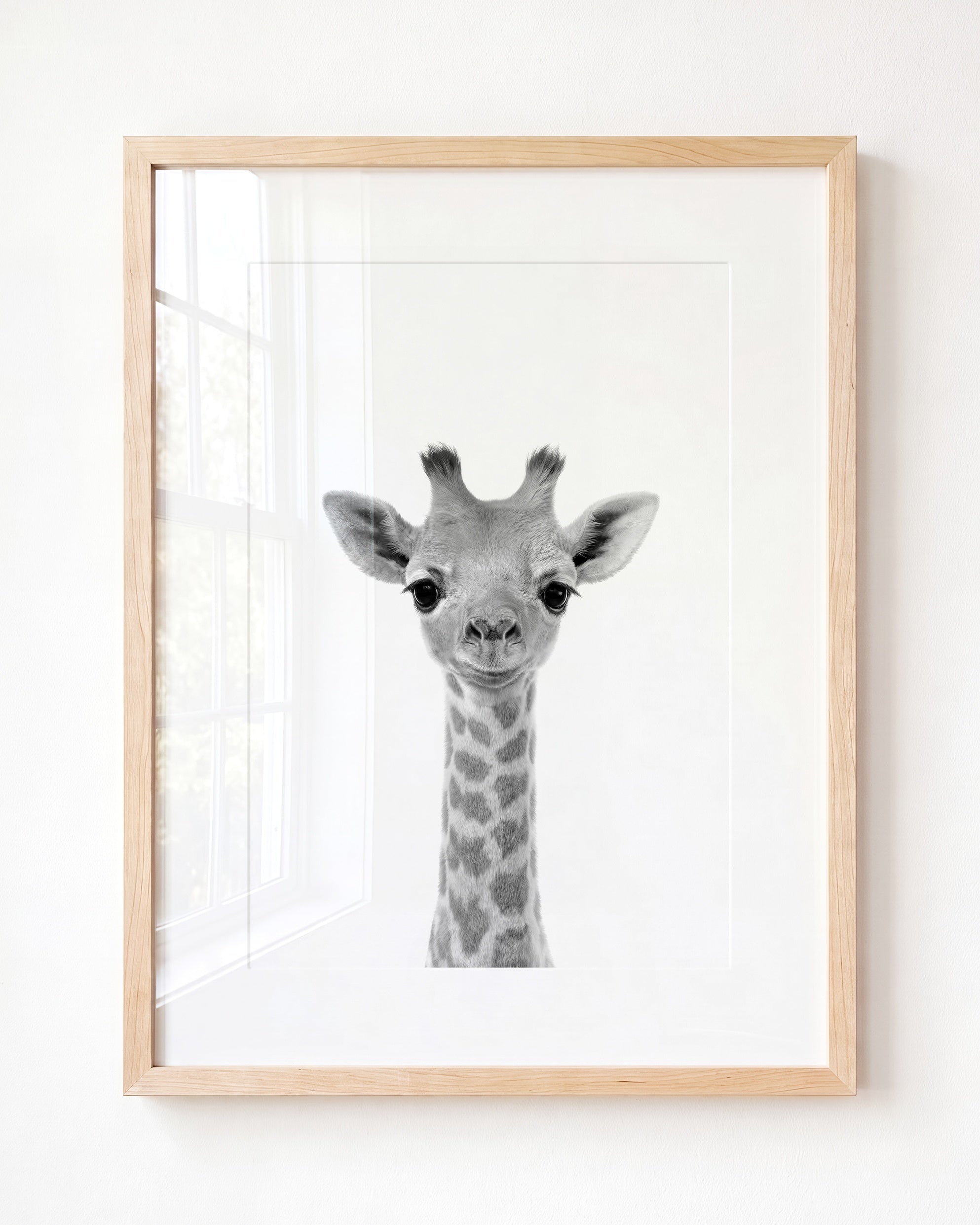 Baby Giraffe