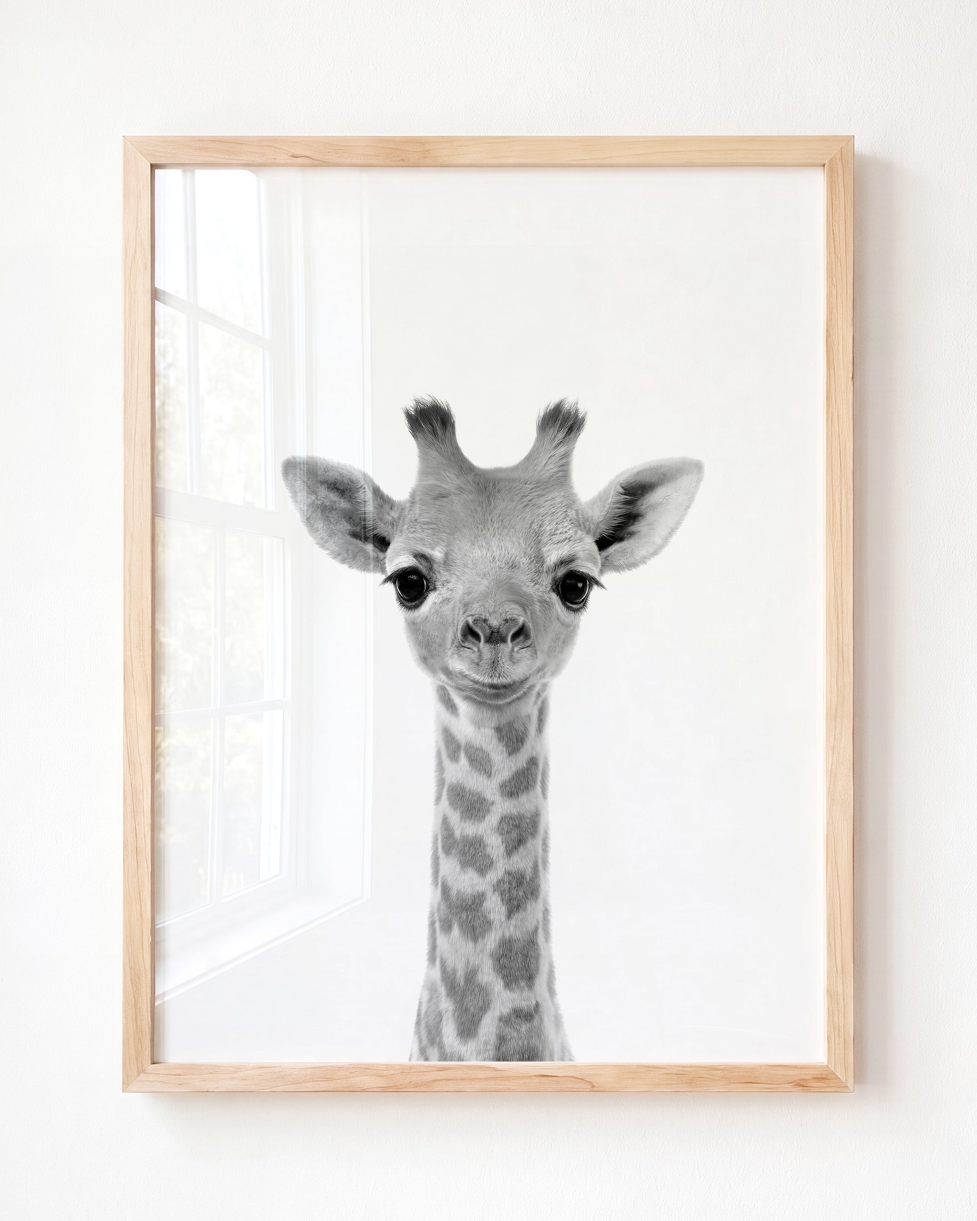 Baby Giraffe