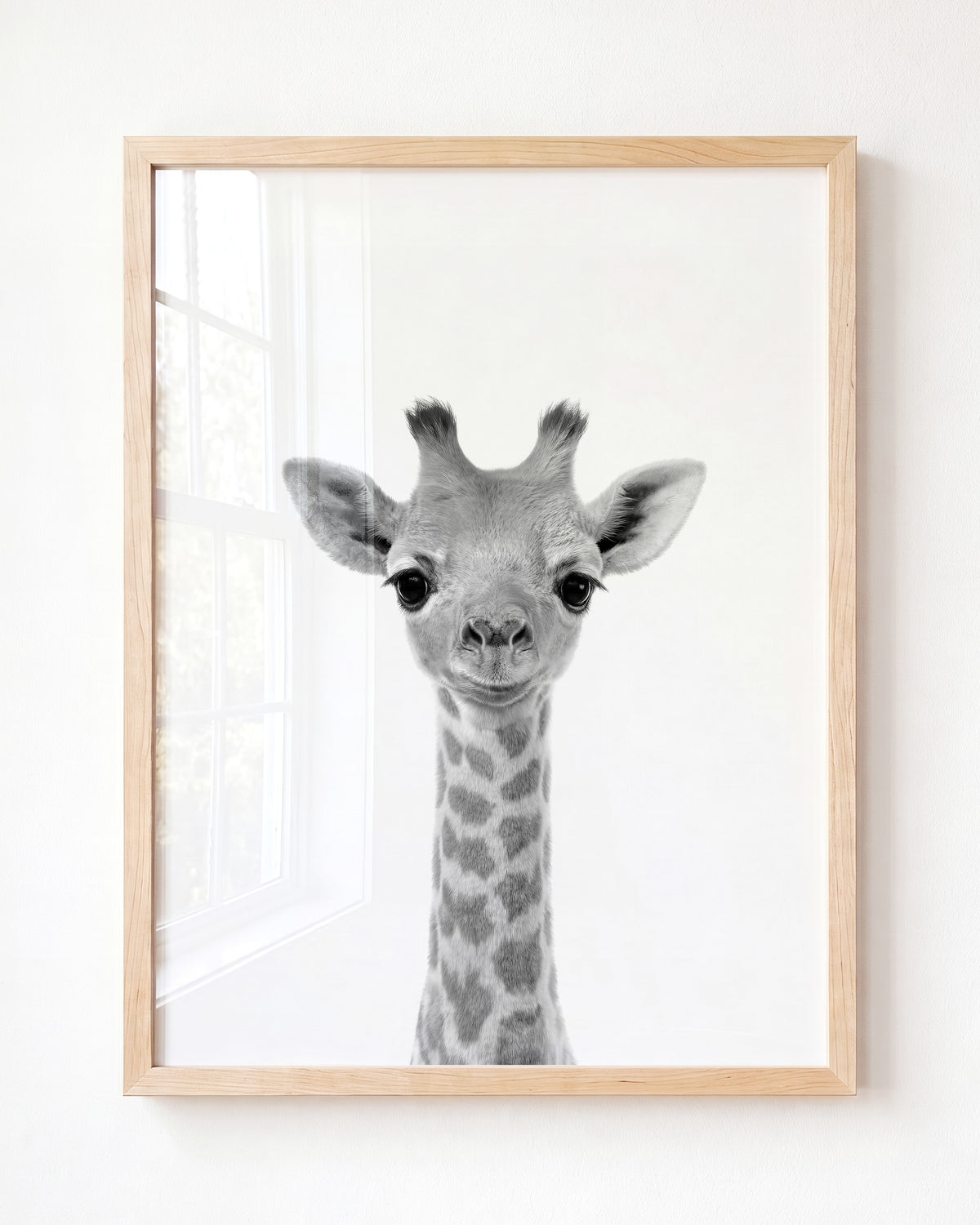 Baby Giraffe