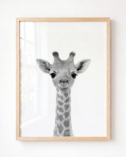 Baby Giraffe