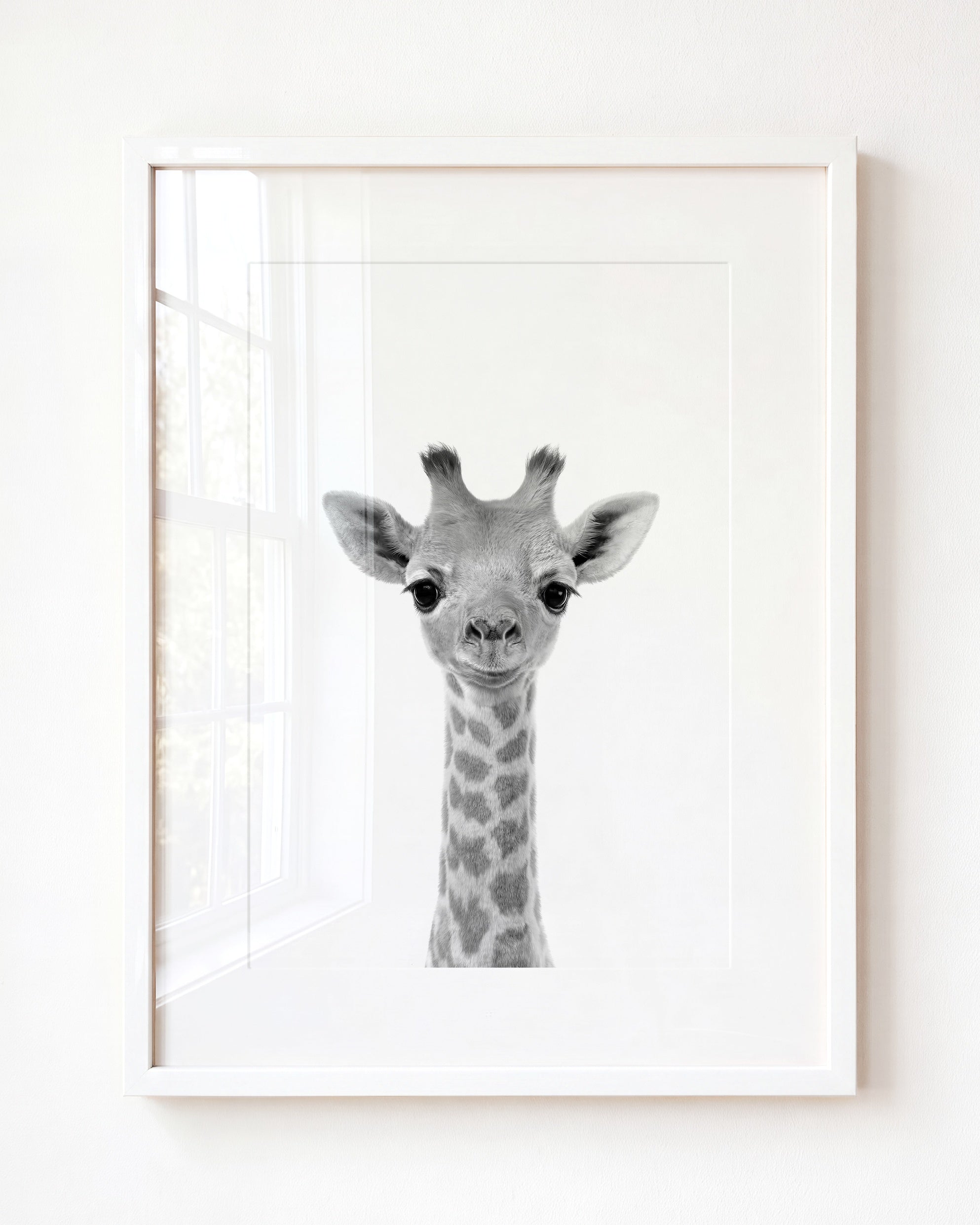 Baby Giraffe