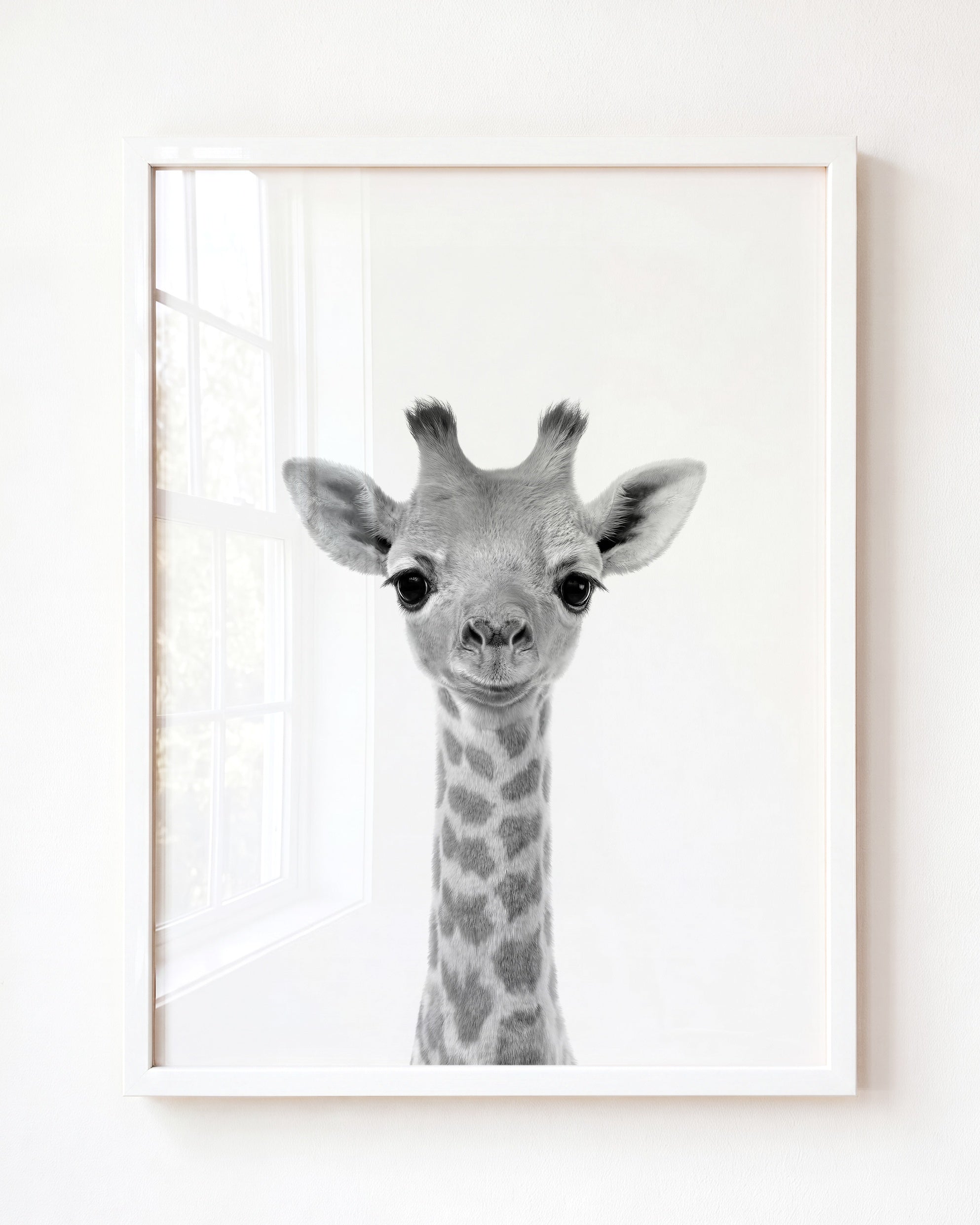 Baby Giraffe