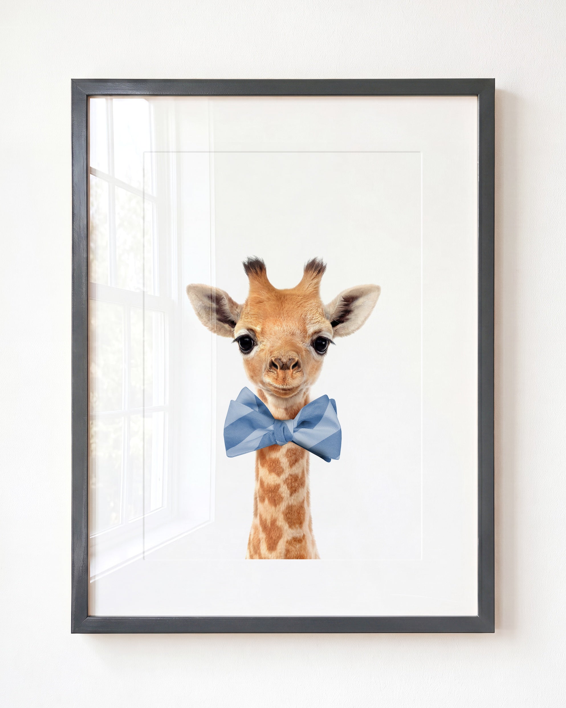Baby Giraffe