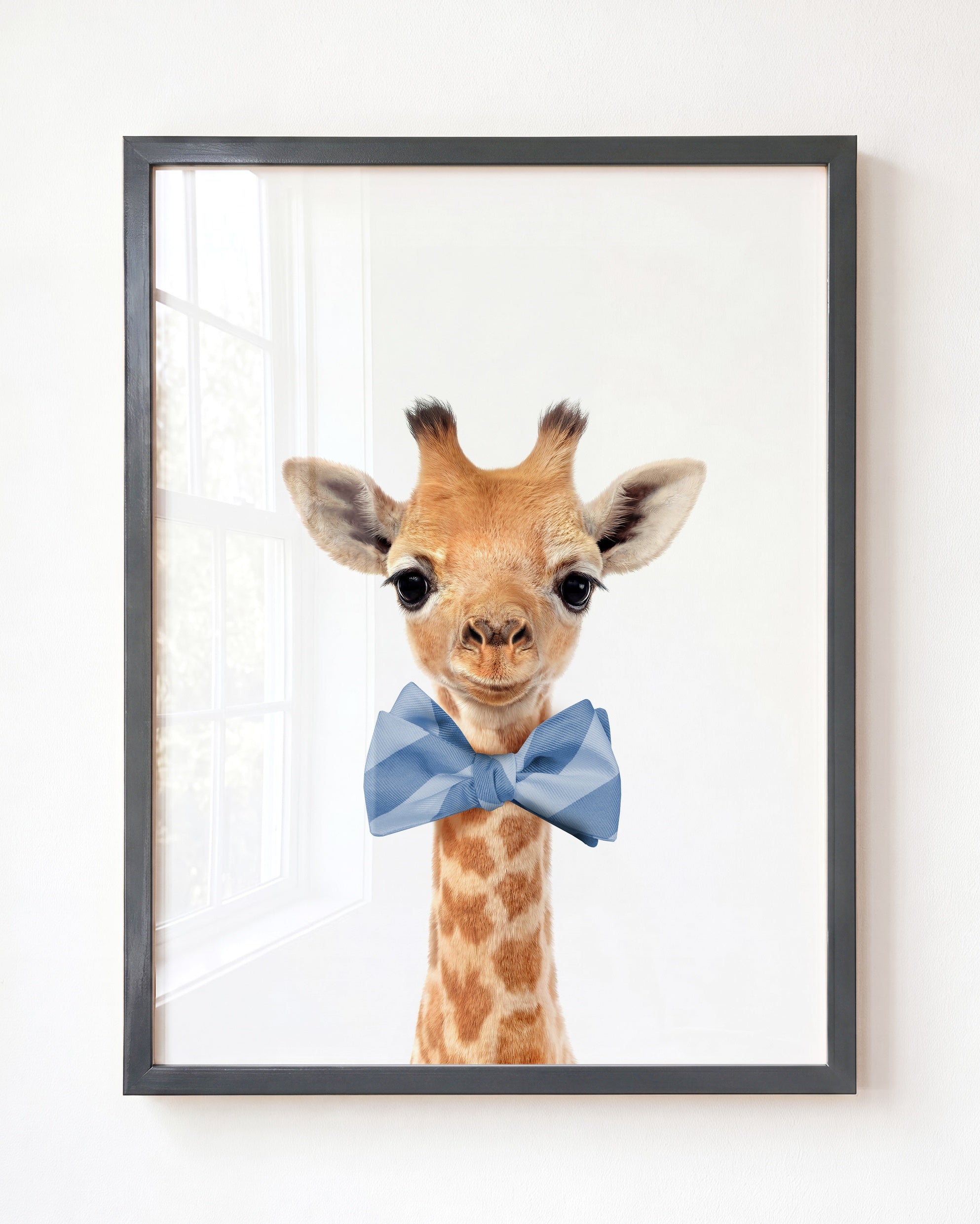 Baby Giraffe