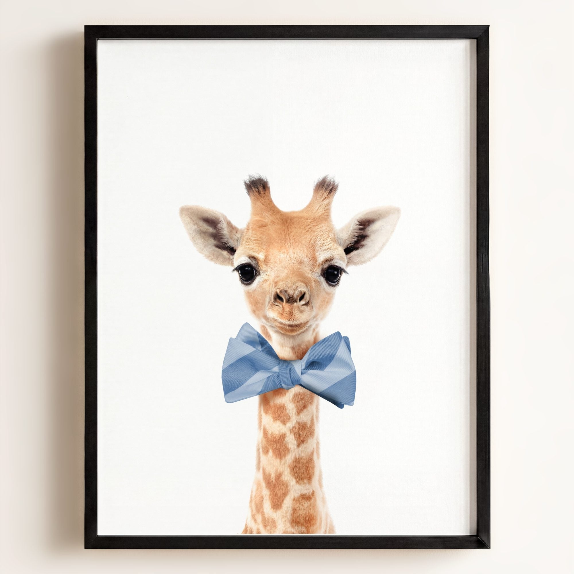 Baby Giraffe