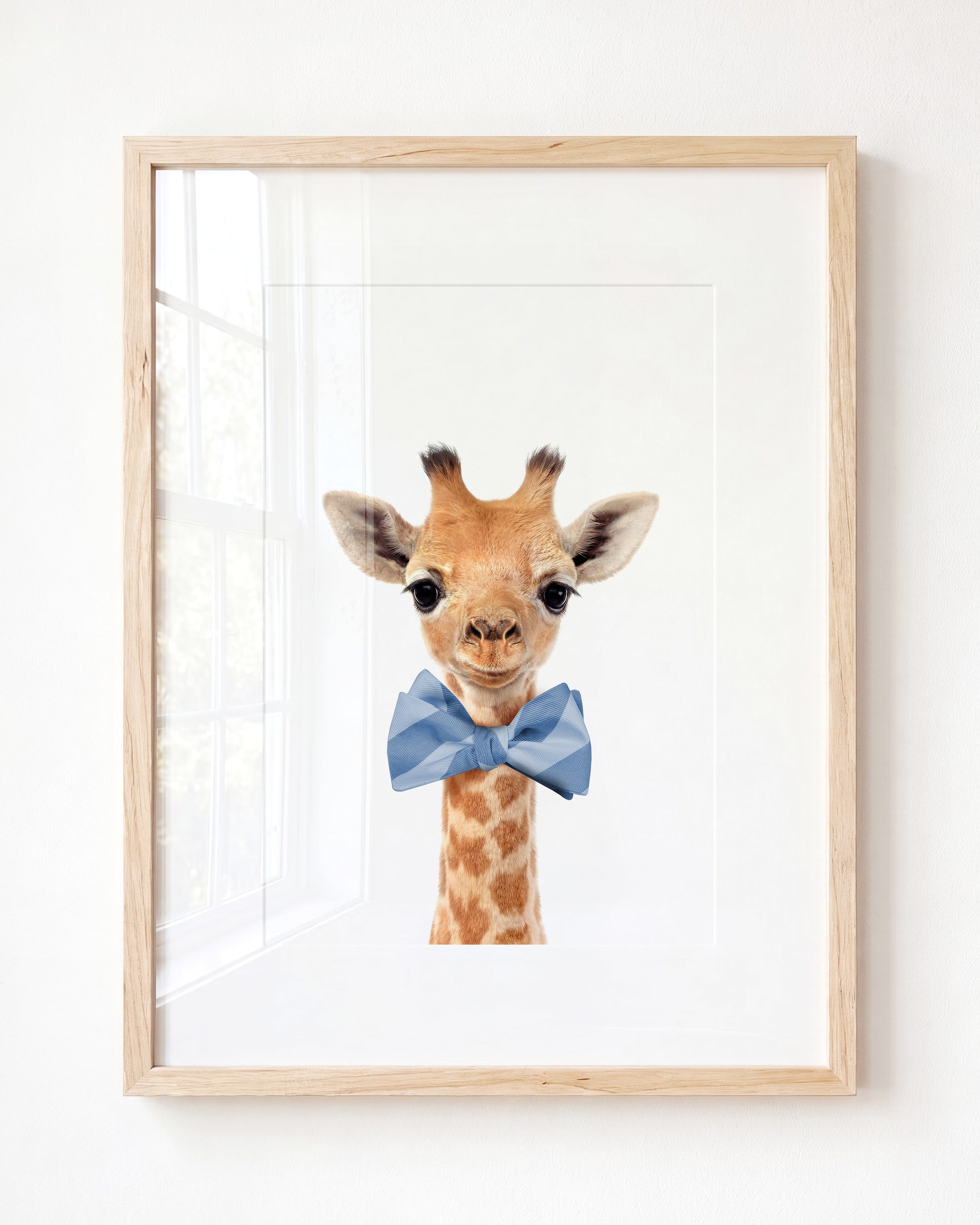 Baby Giraffe