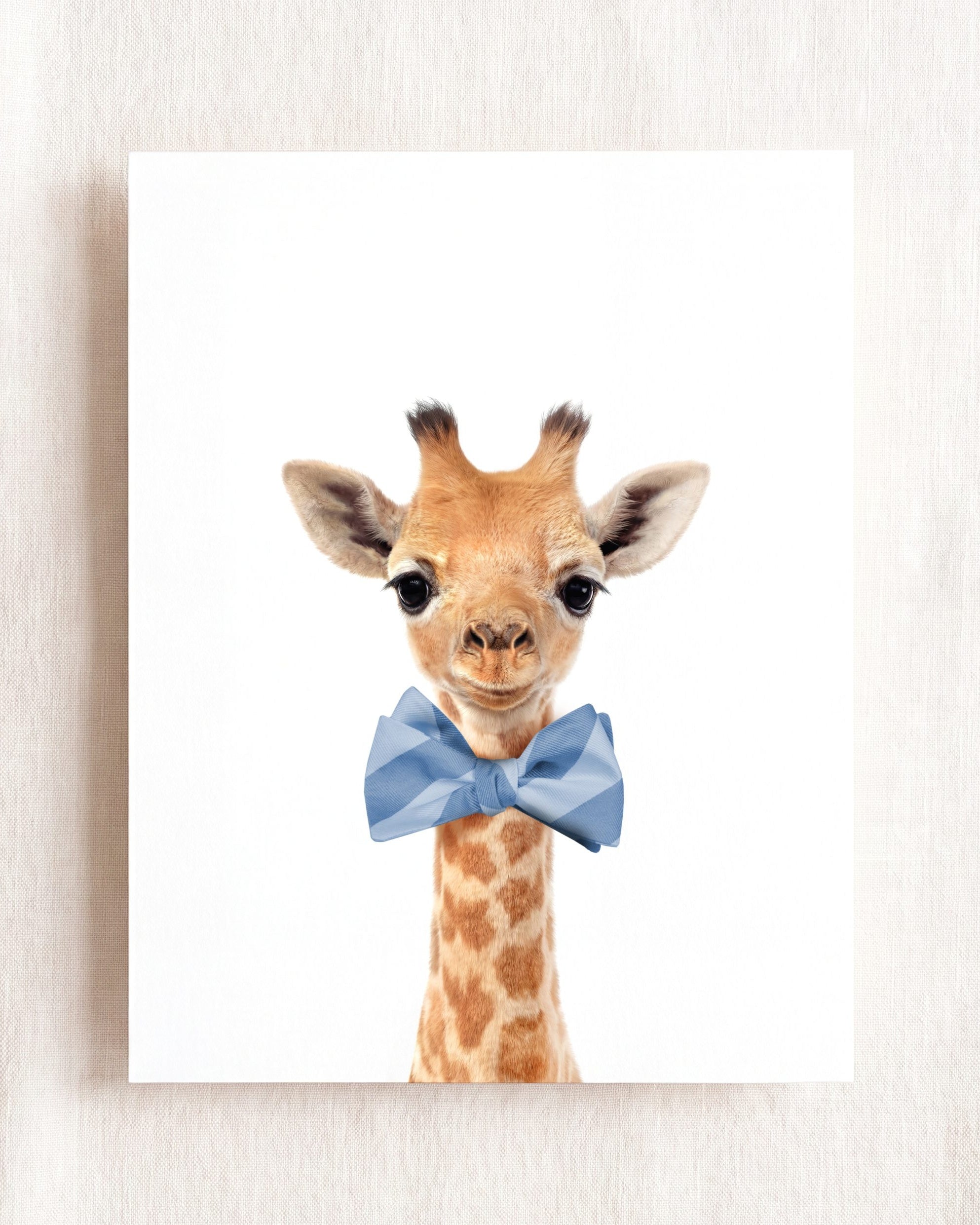 Baby Giraffe