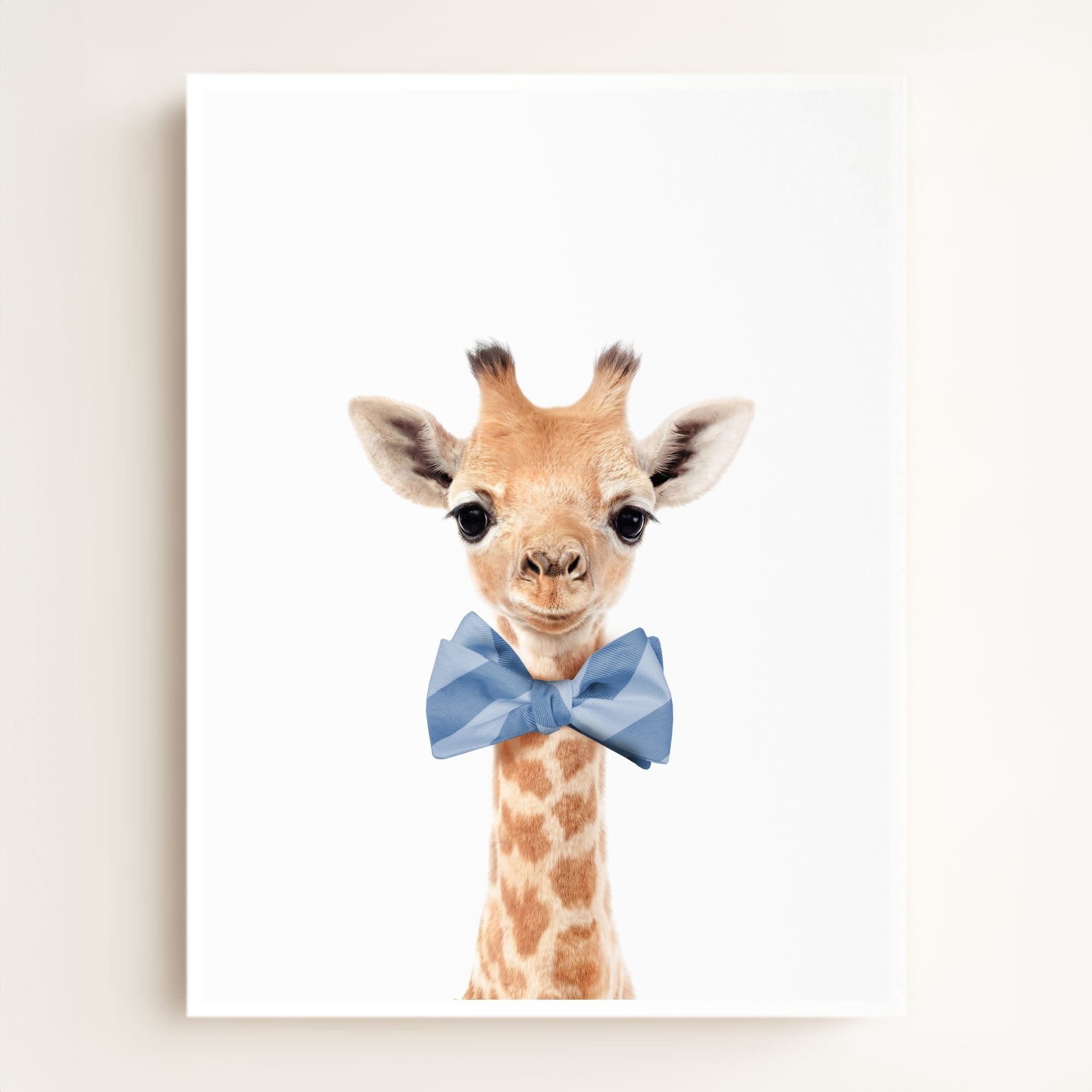 Baby Giraffe