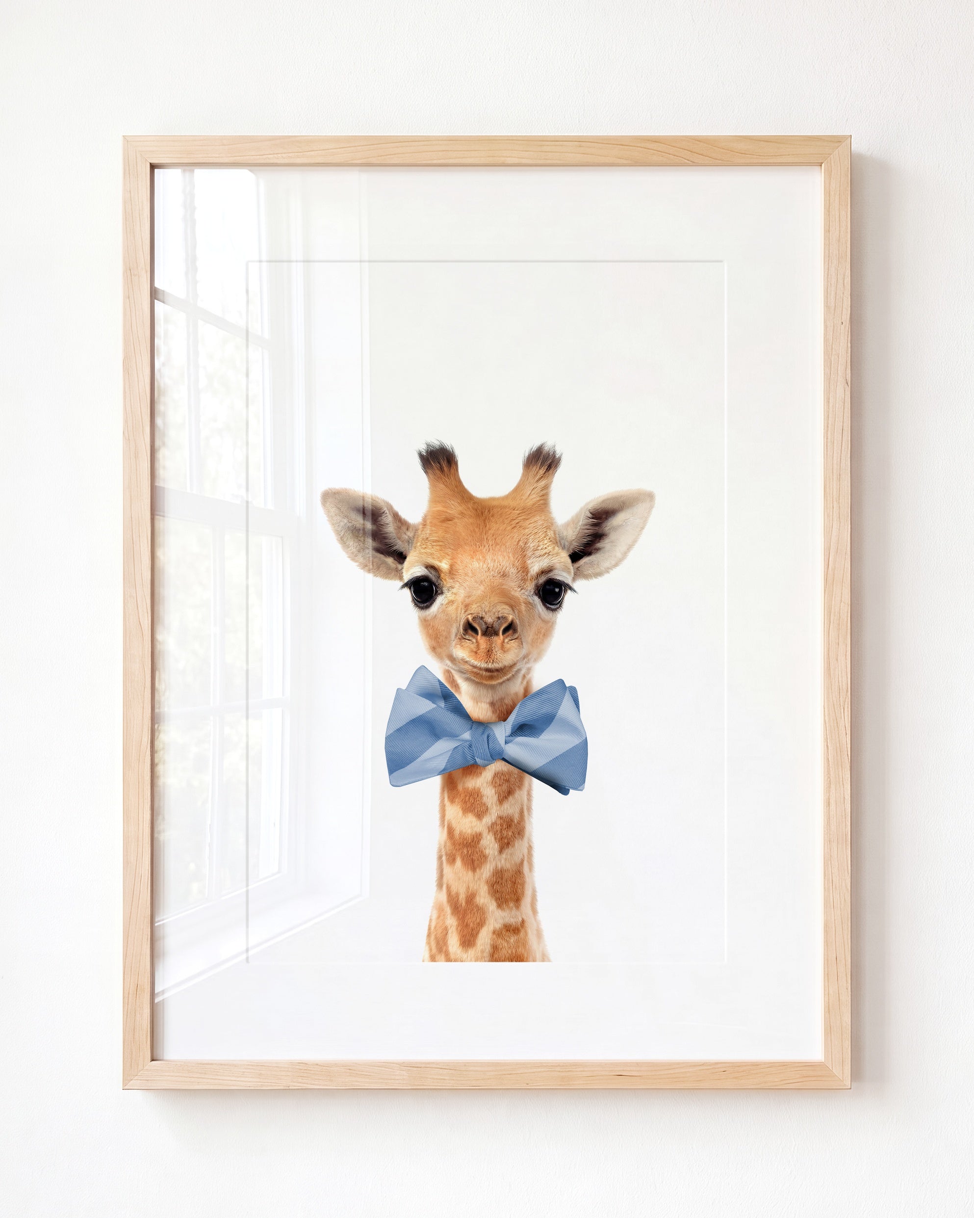 Baby Giraffe