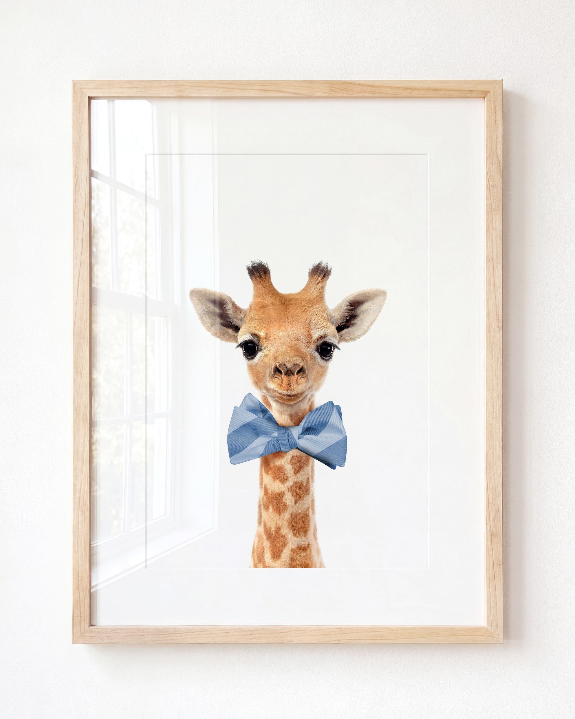 Baby Giraffe
