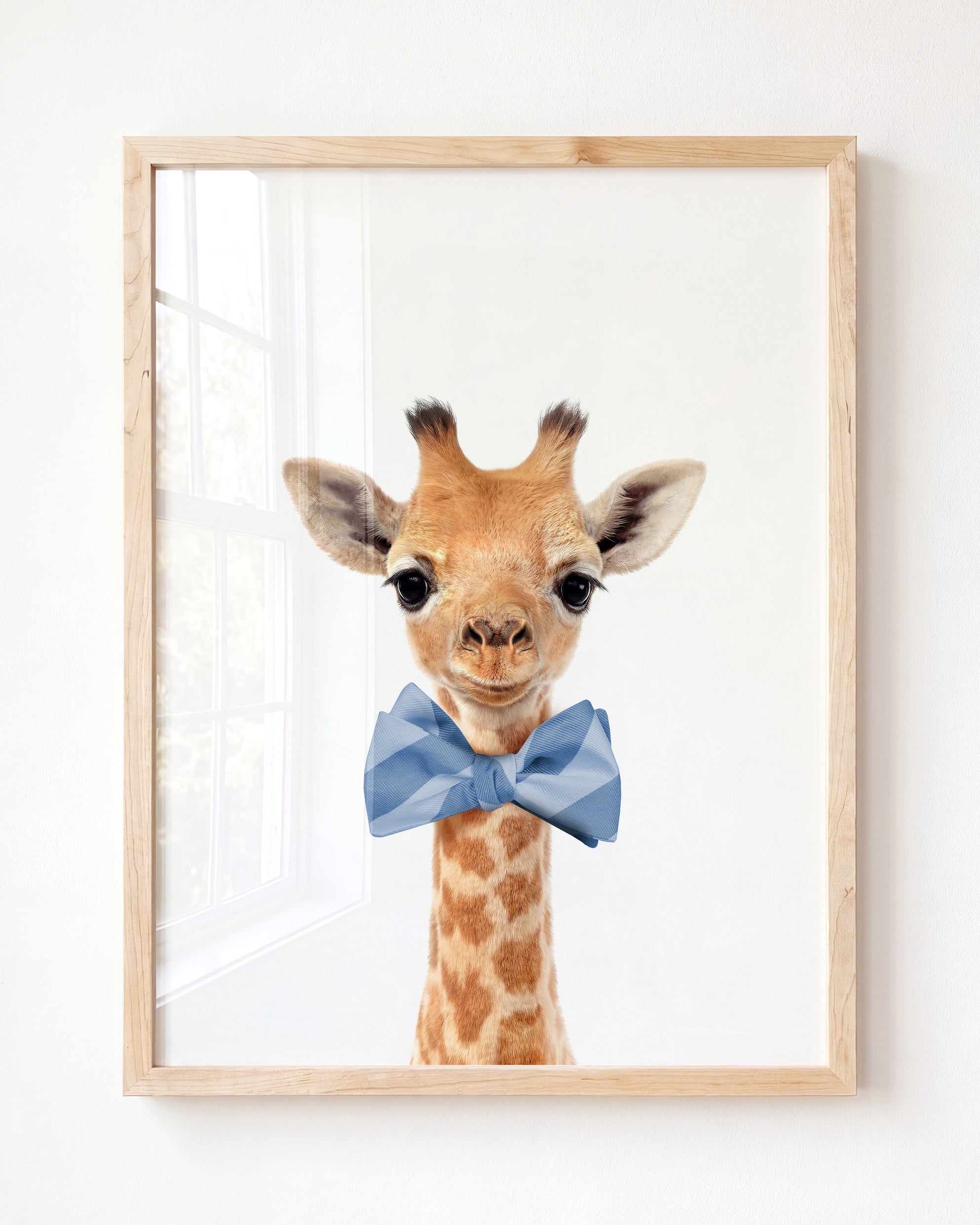 Baby Giraffe