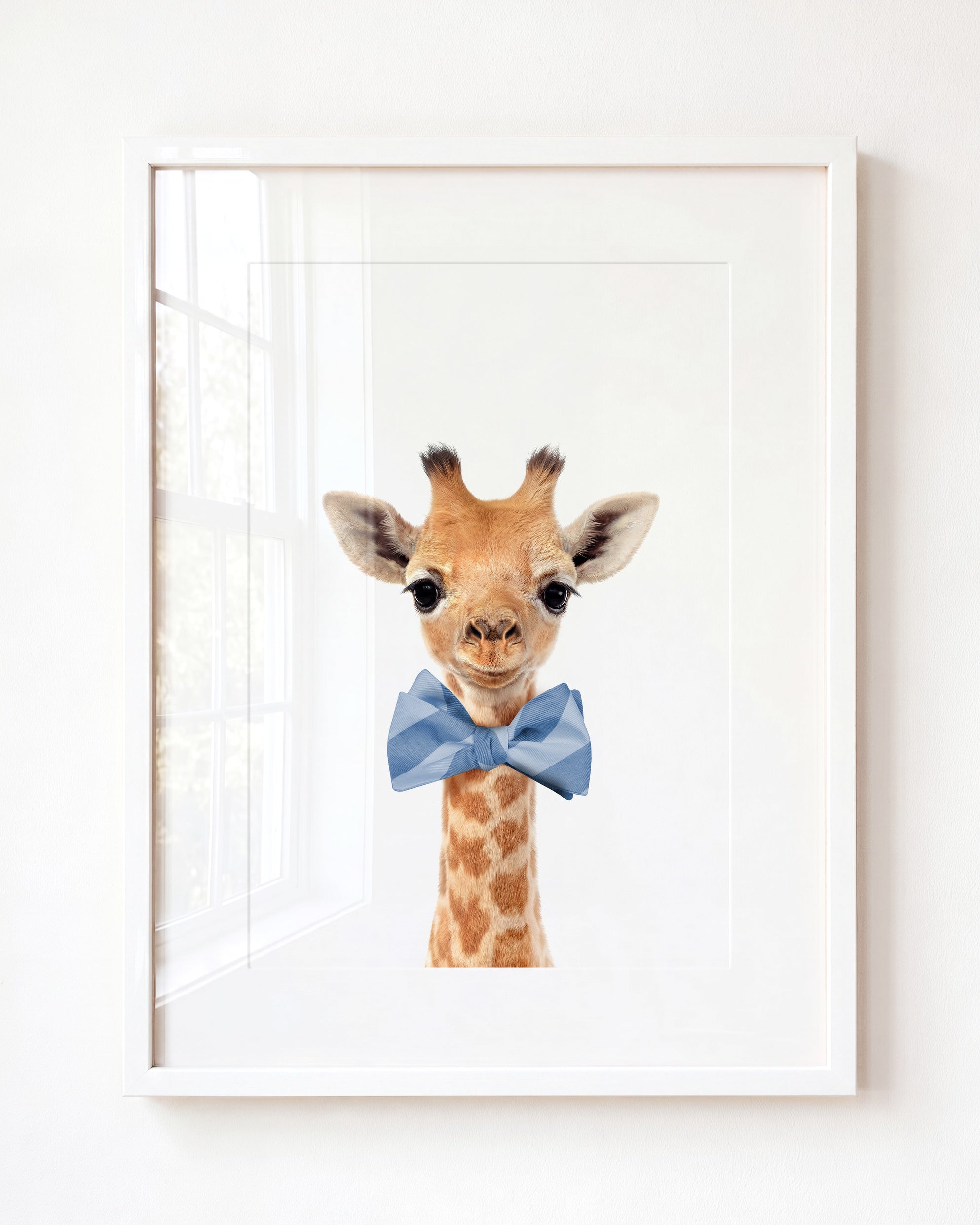Baby Giraffe