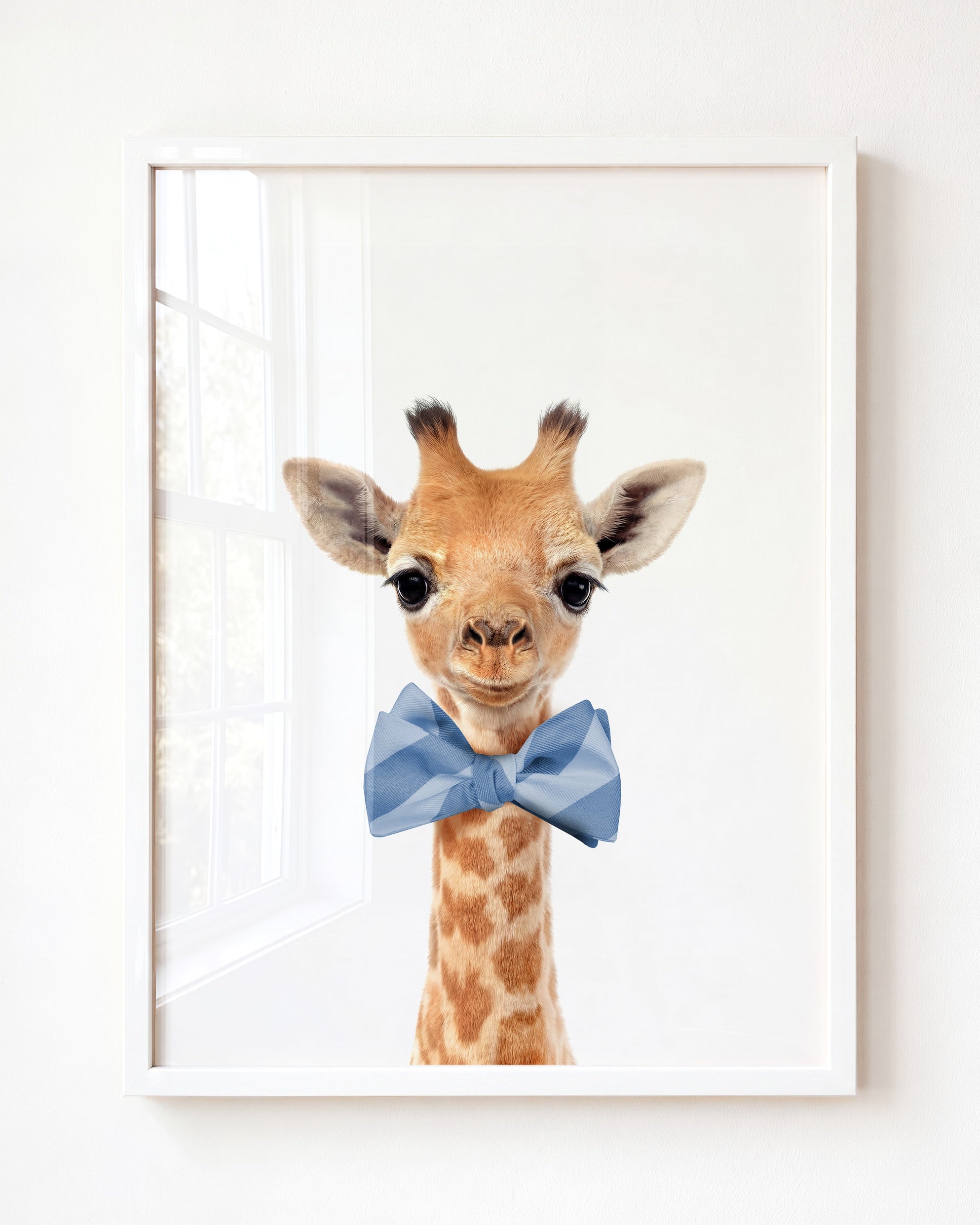 Baby Giraffe
