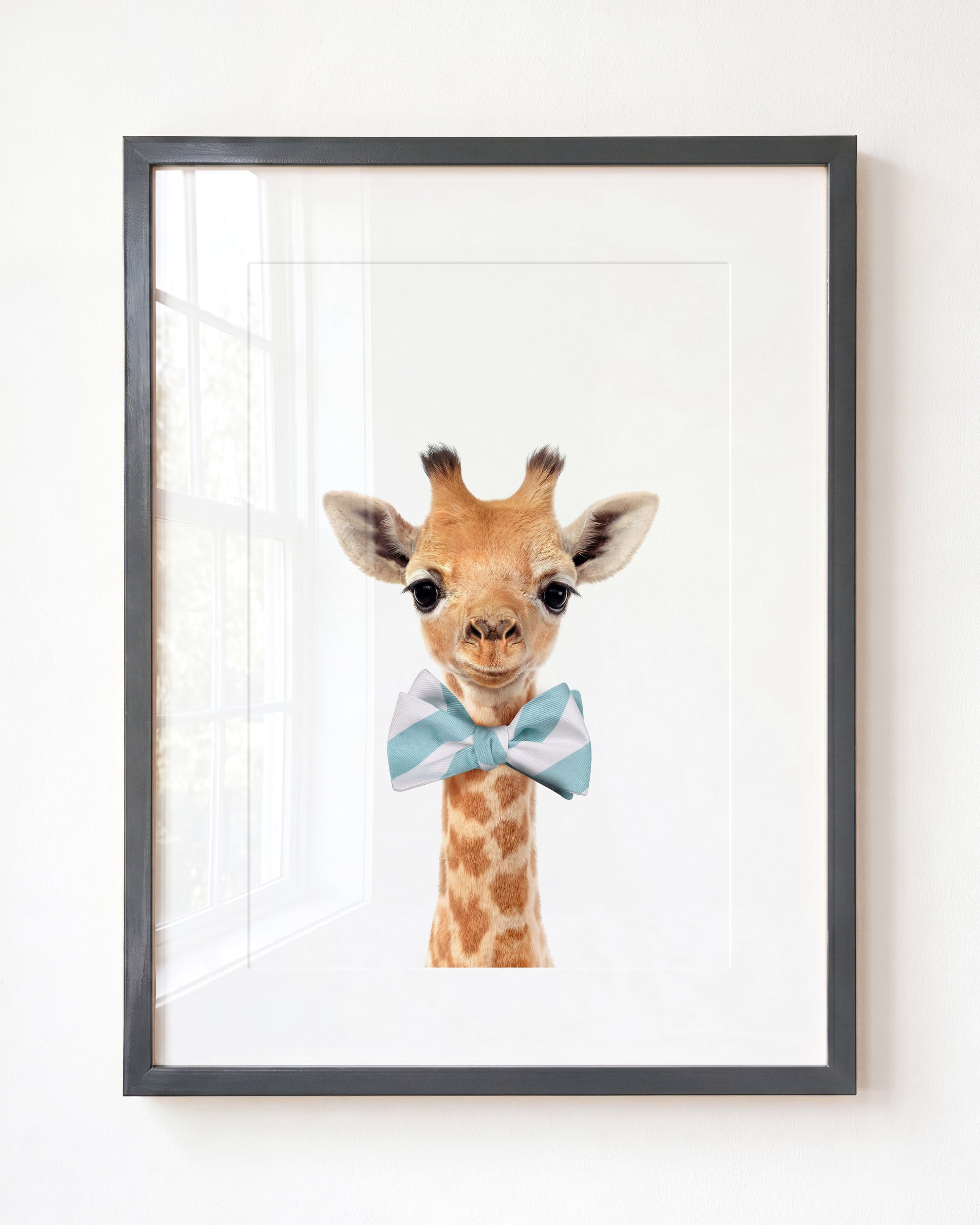 Baby Giraffe