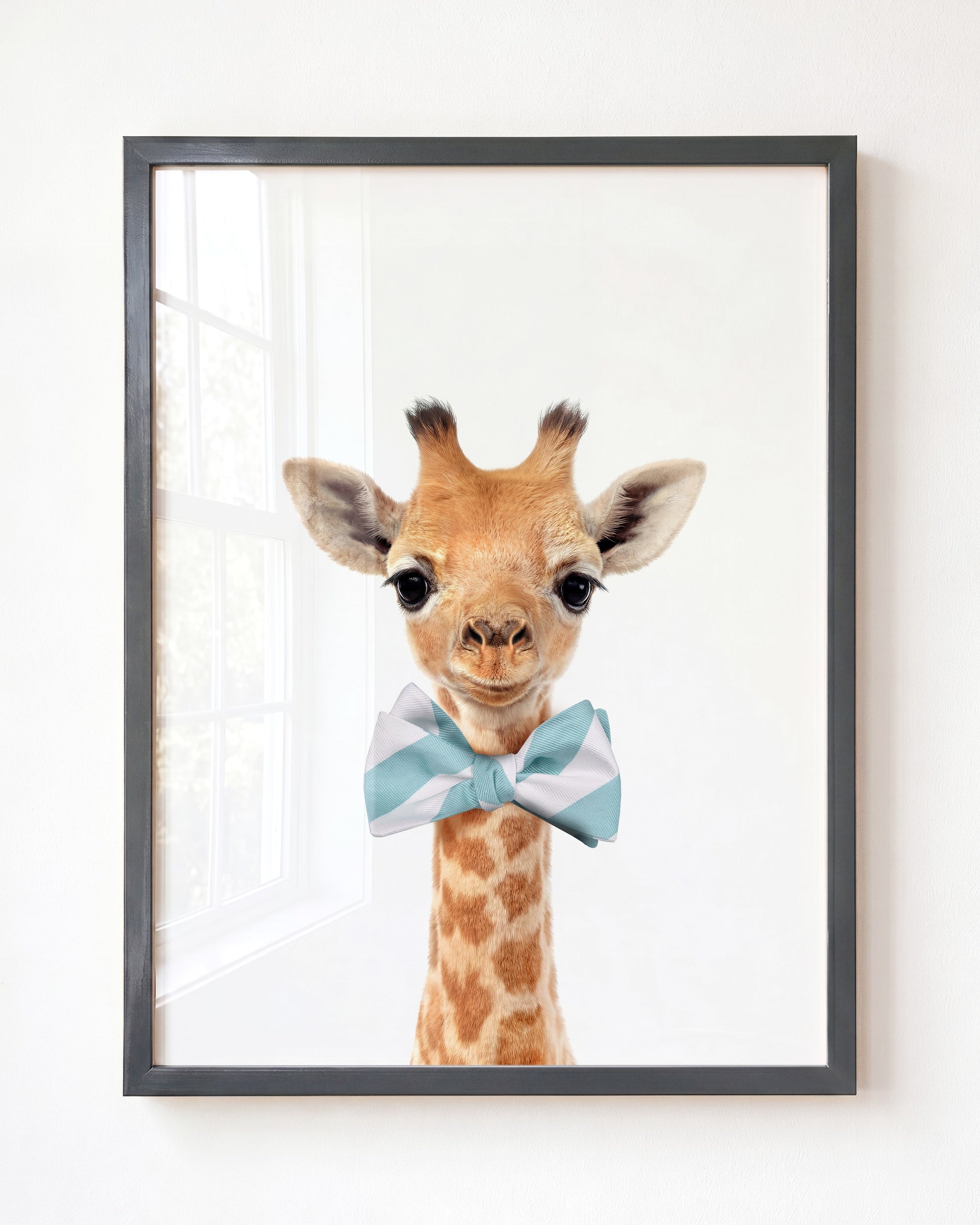 Baby Giraffe