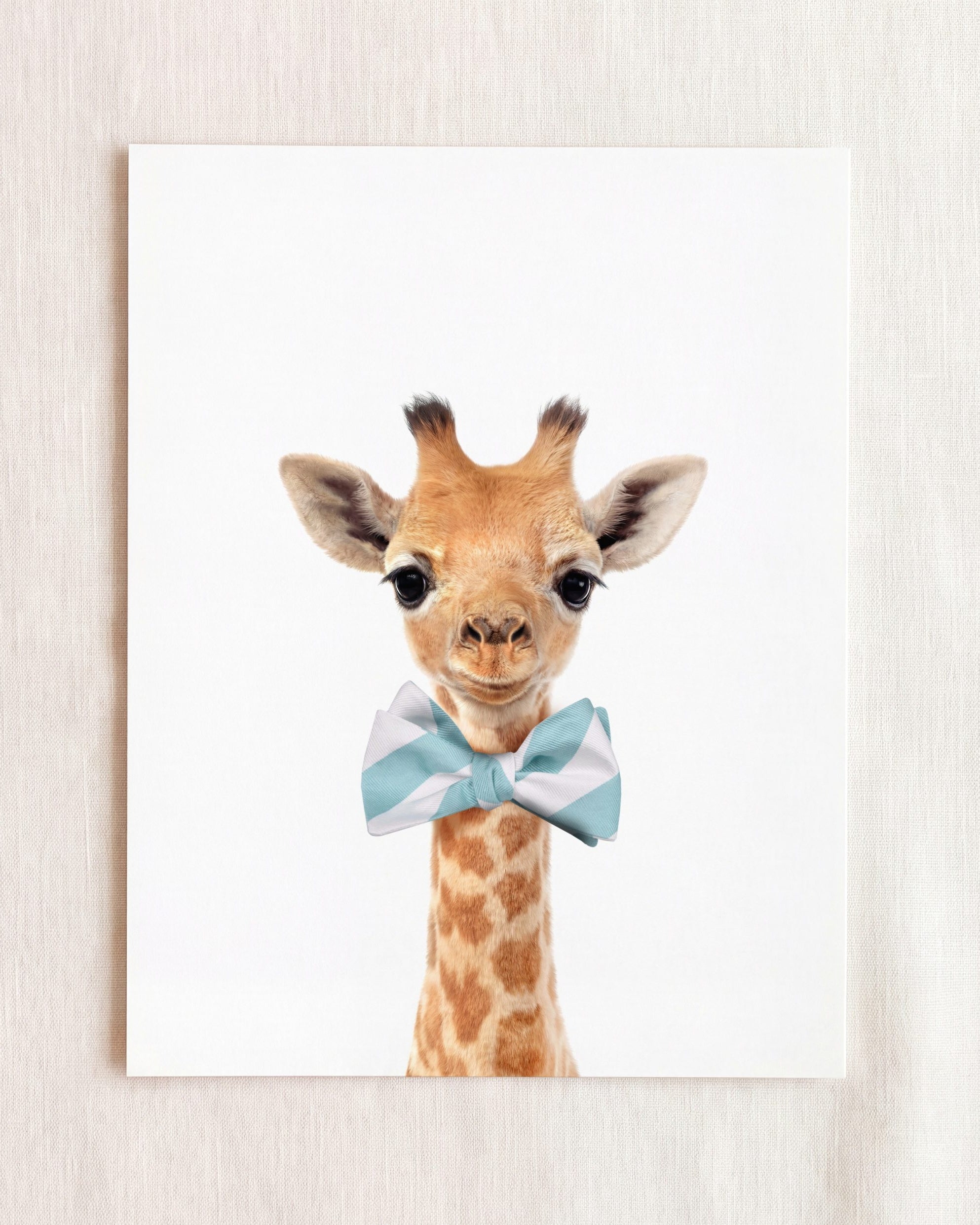 Baby Giraffe
