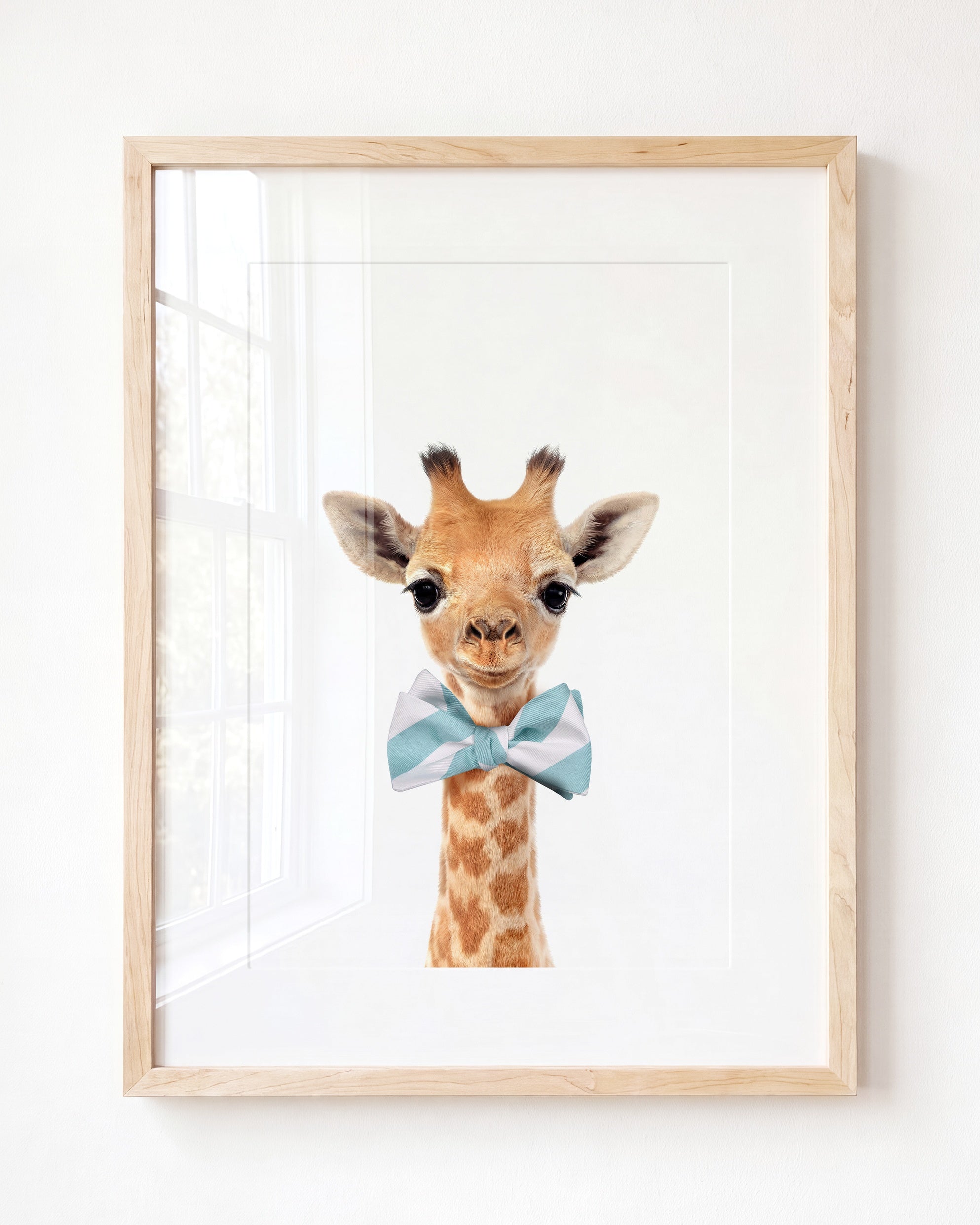 Baby Giraffe