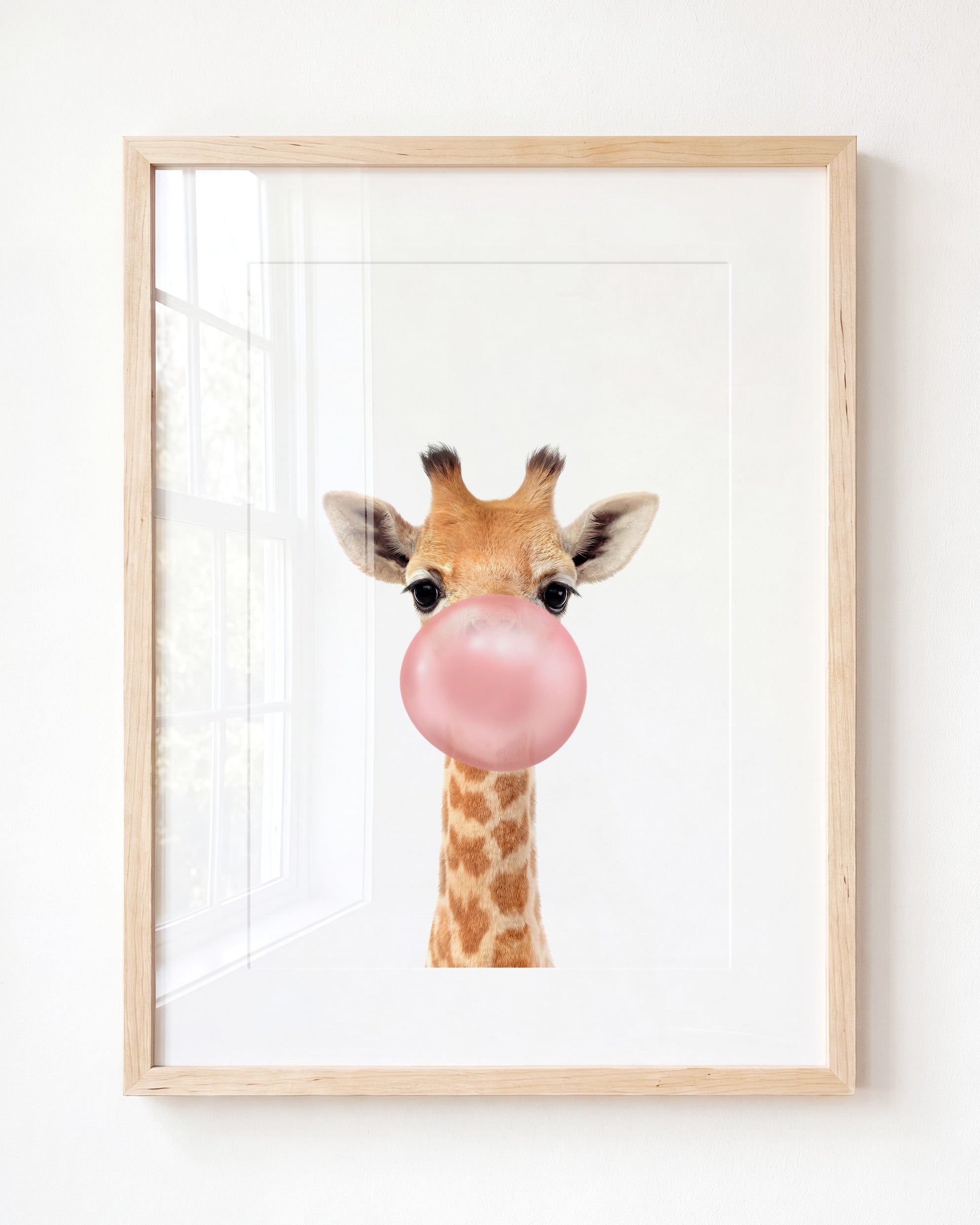Baby Giraffe