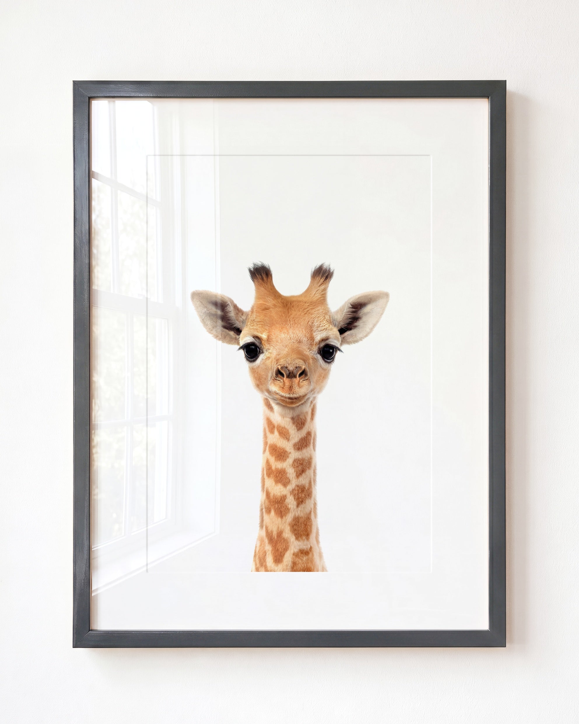 Baby Giraffe