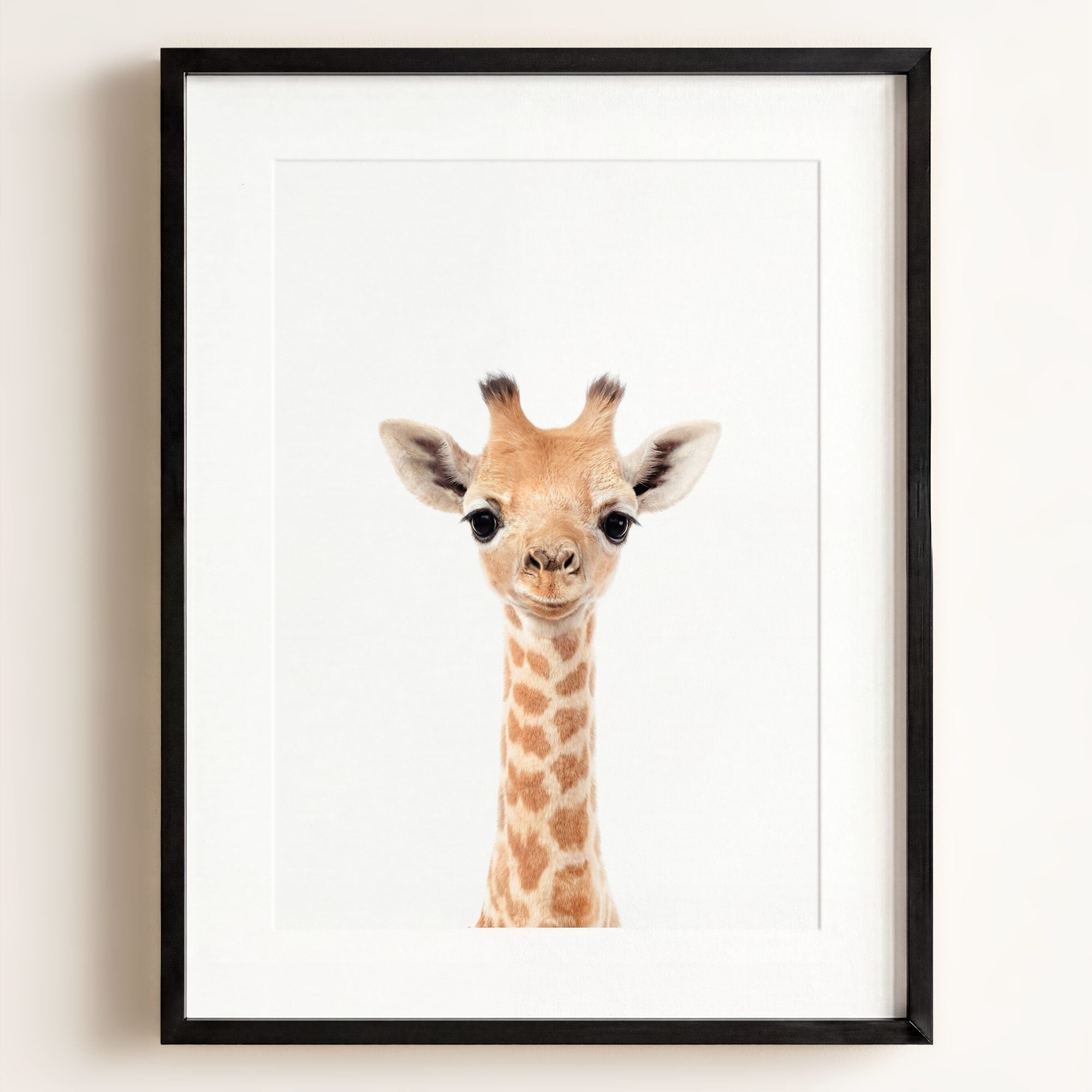 Baby Giraffe