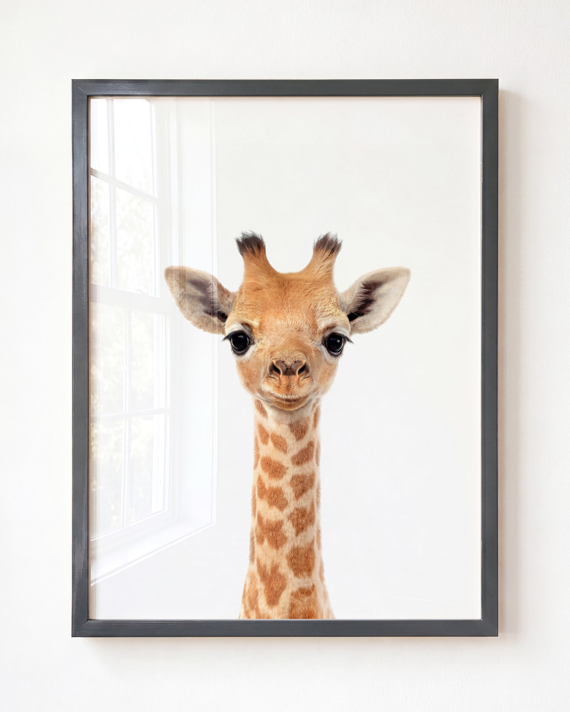 Baby Giraffe