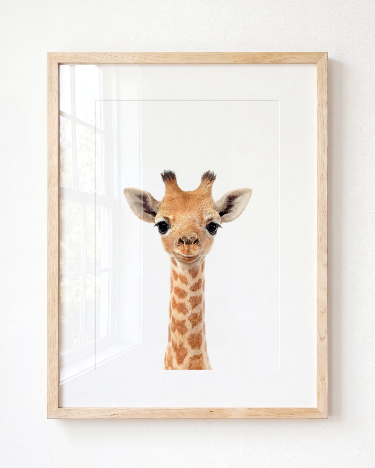 Baby Giraffe