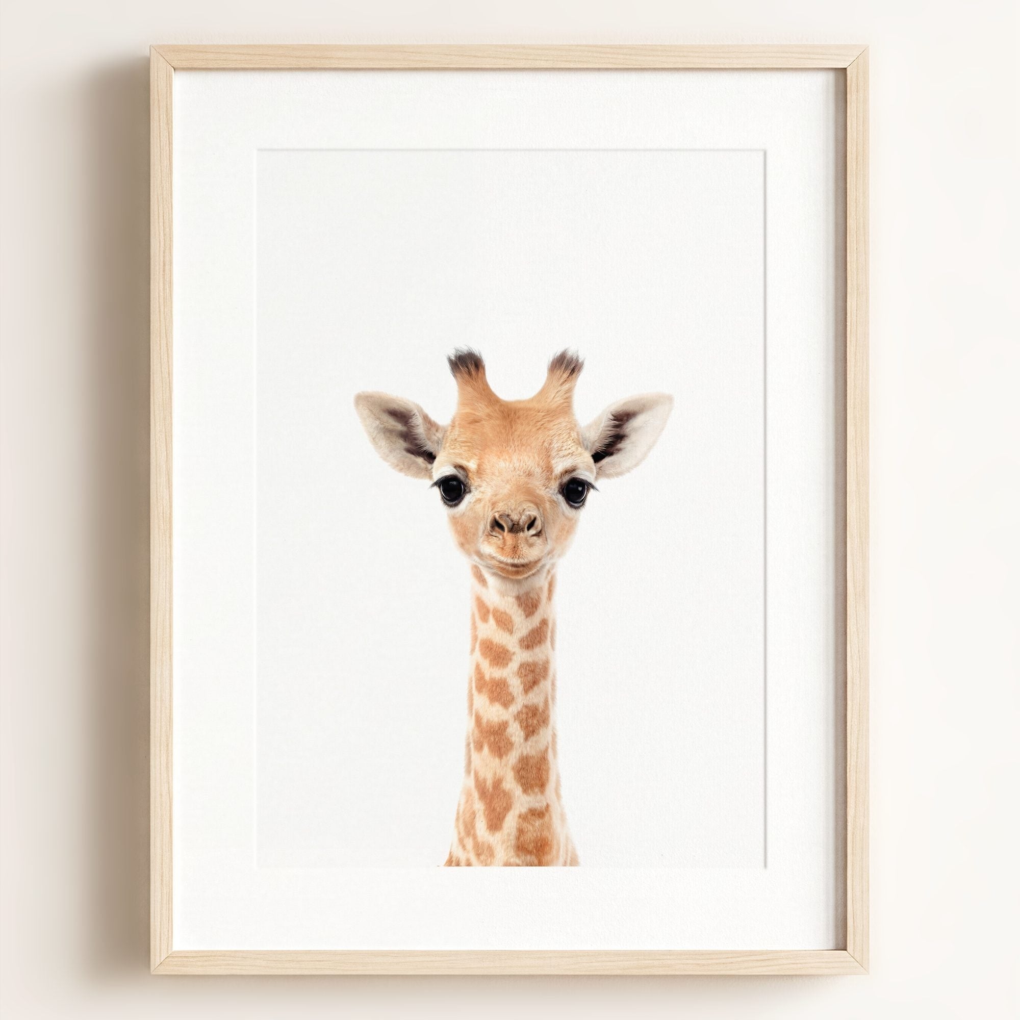 Baby Giraffe