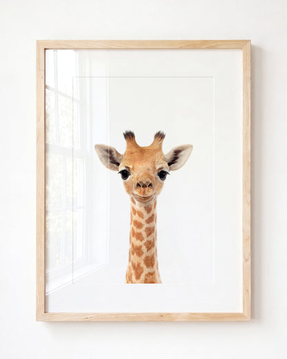 Baby Giraffe