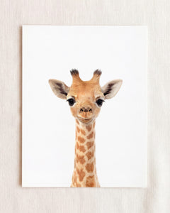 Baby Giraffe