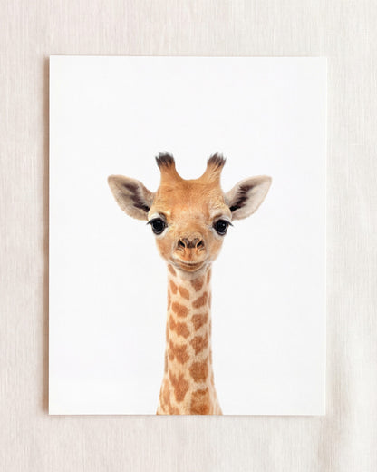 Baby Giraffe