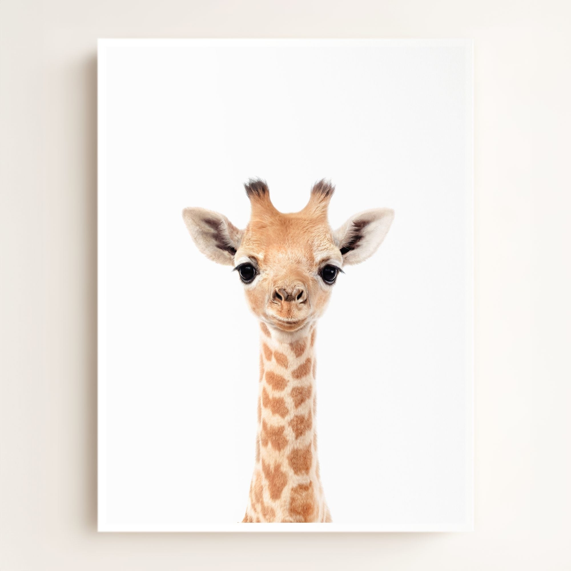 Baby Giraffe