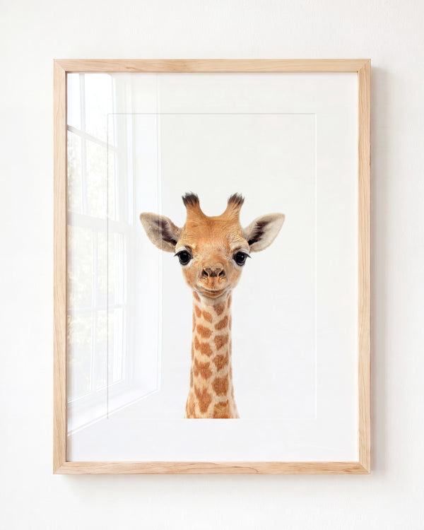 Baby Giraffe
