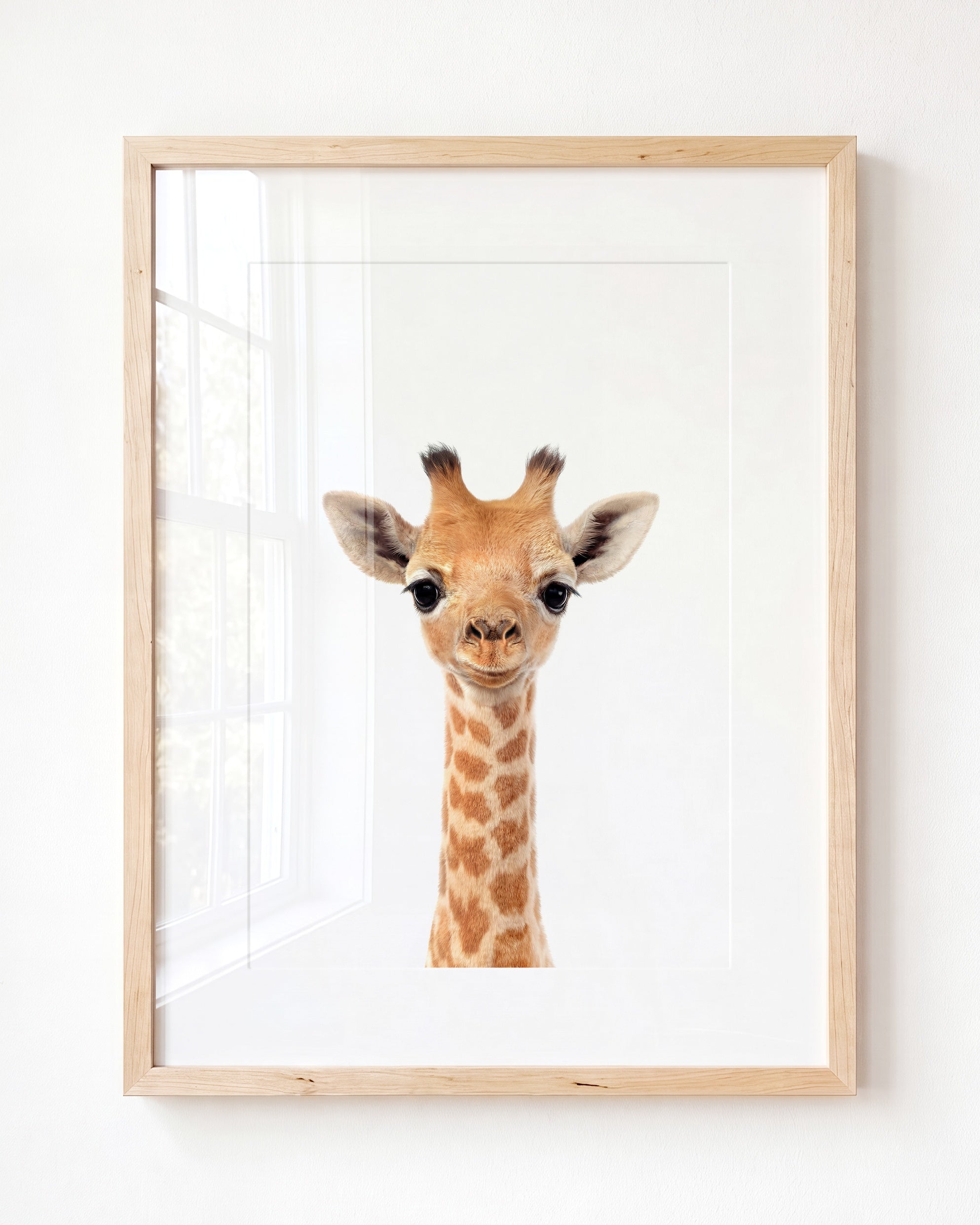 Baby Giraffe