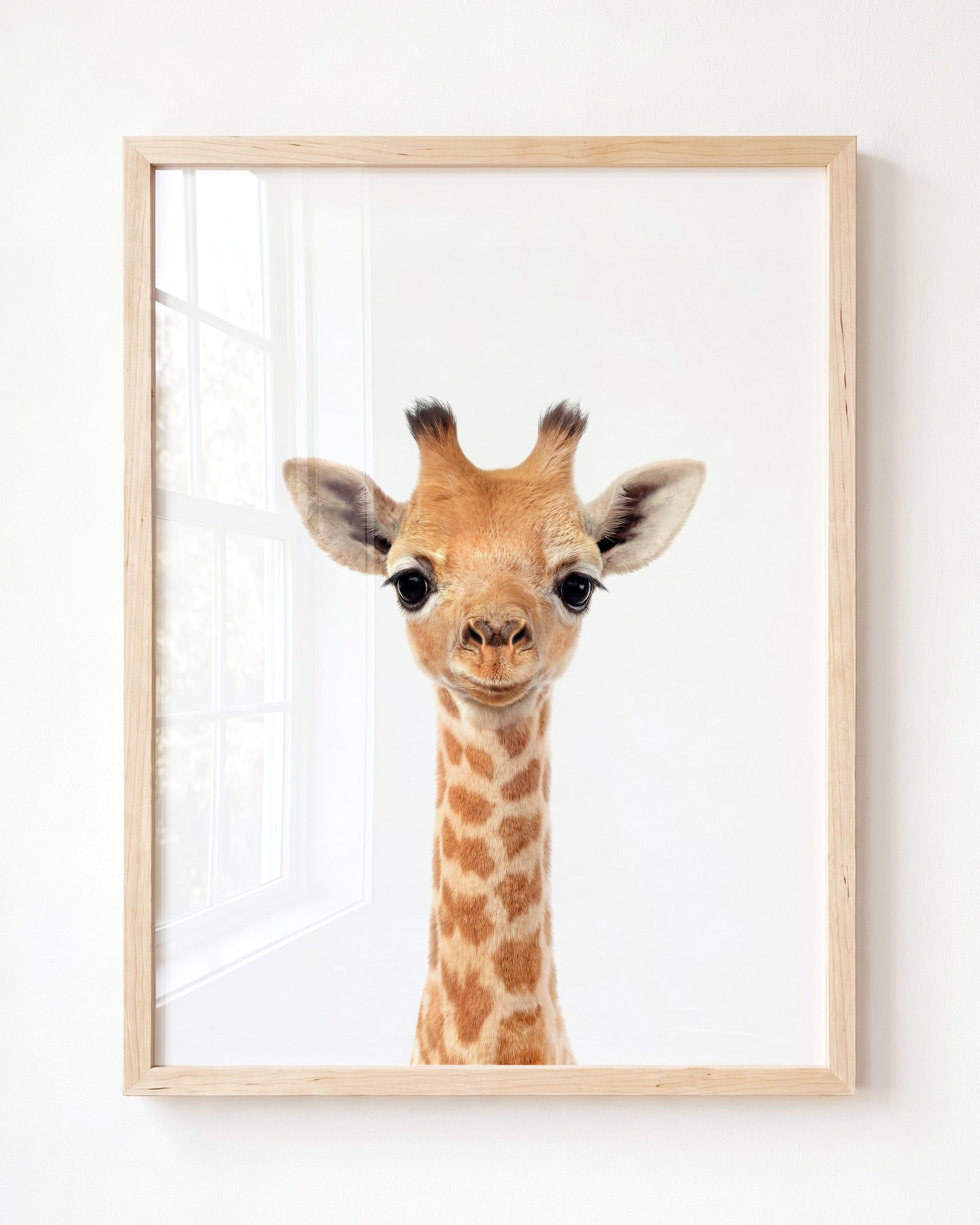 Baby Giraffe