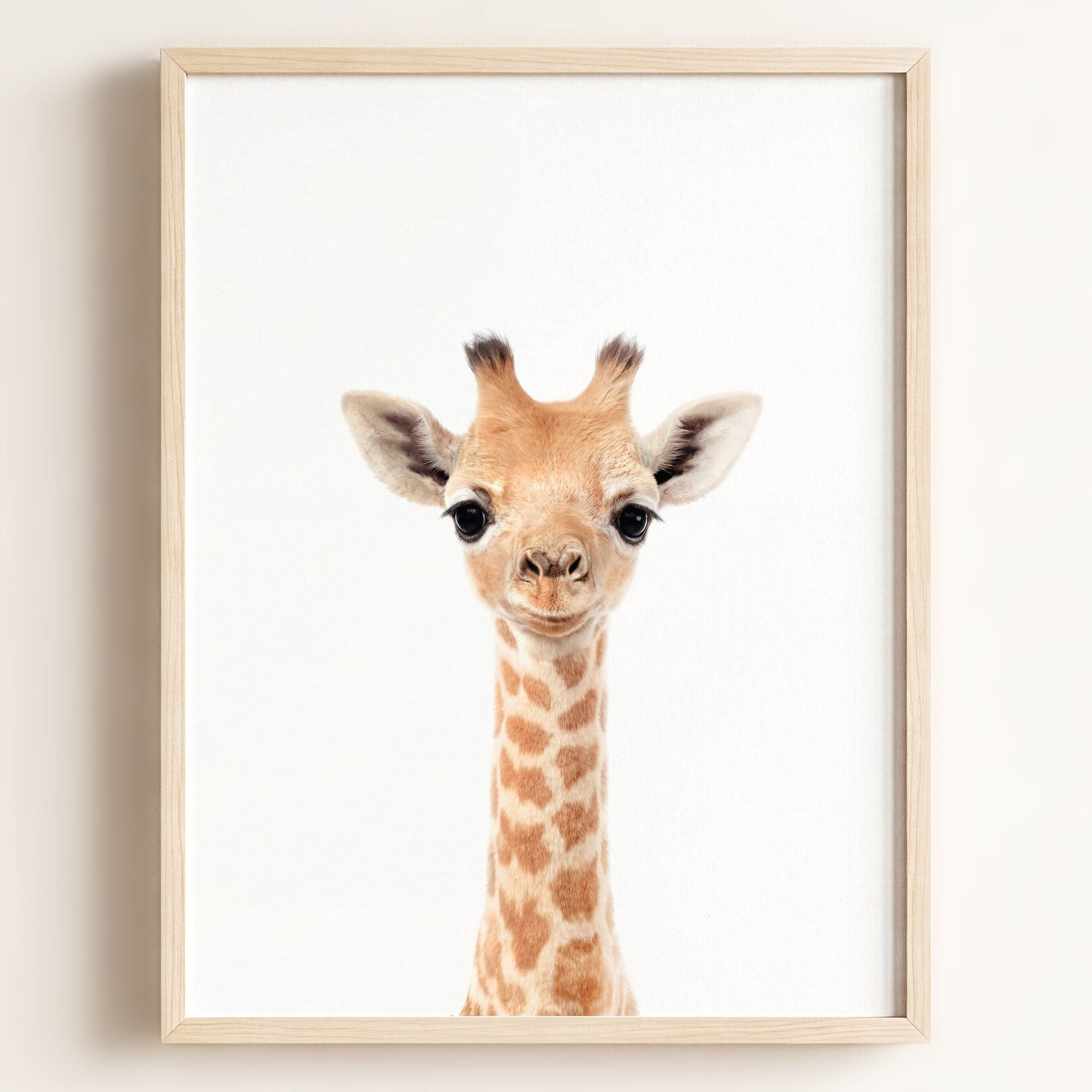 Baby Giraffe